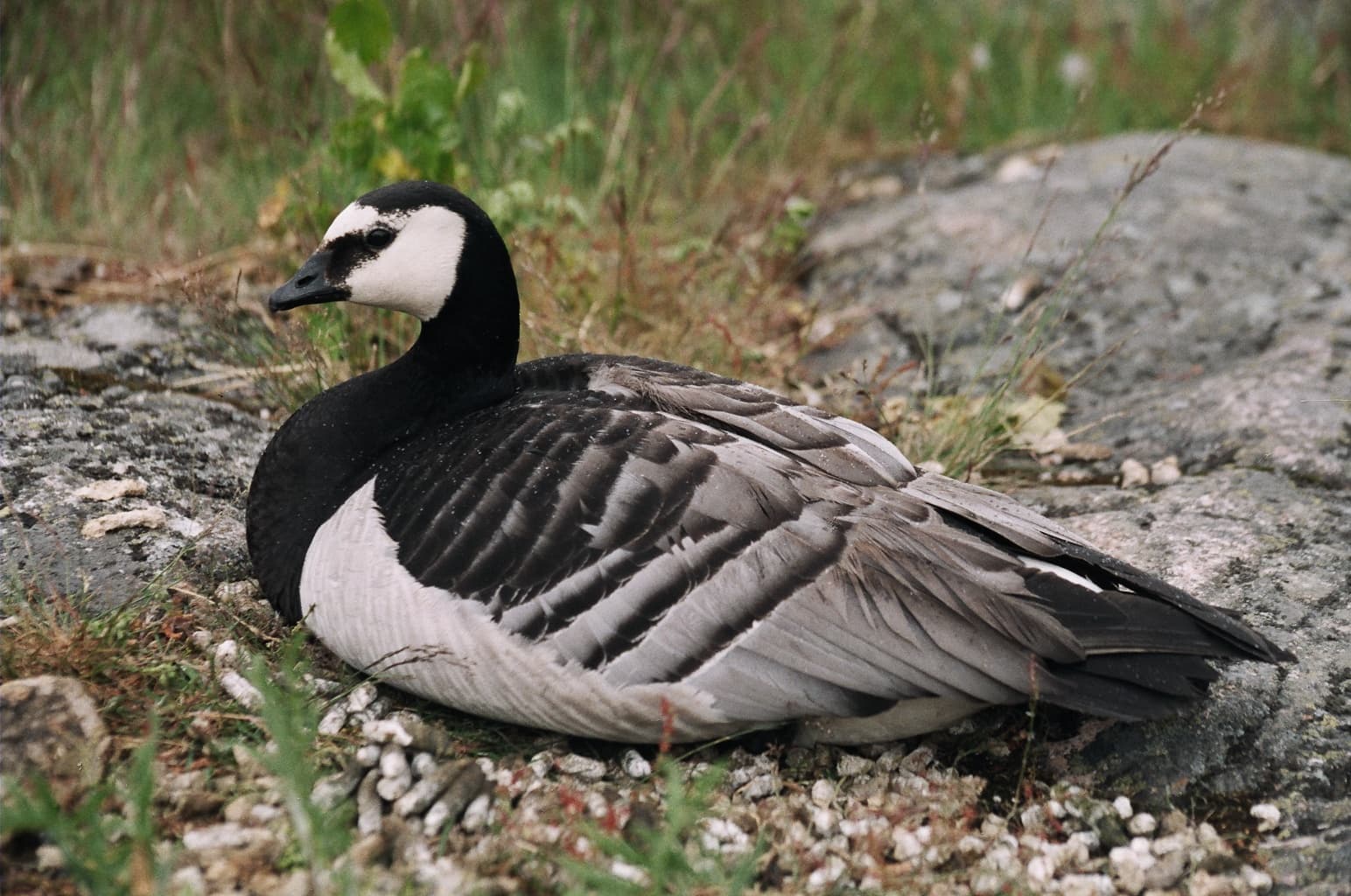 Brandgans (Branta leucopsis) - Branta leucopsis
