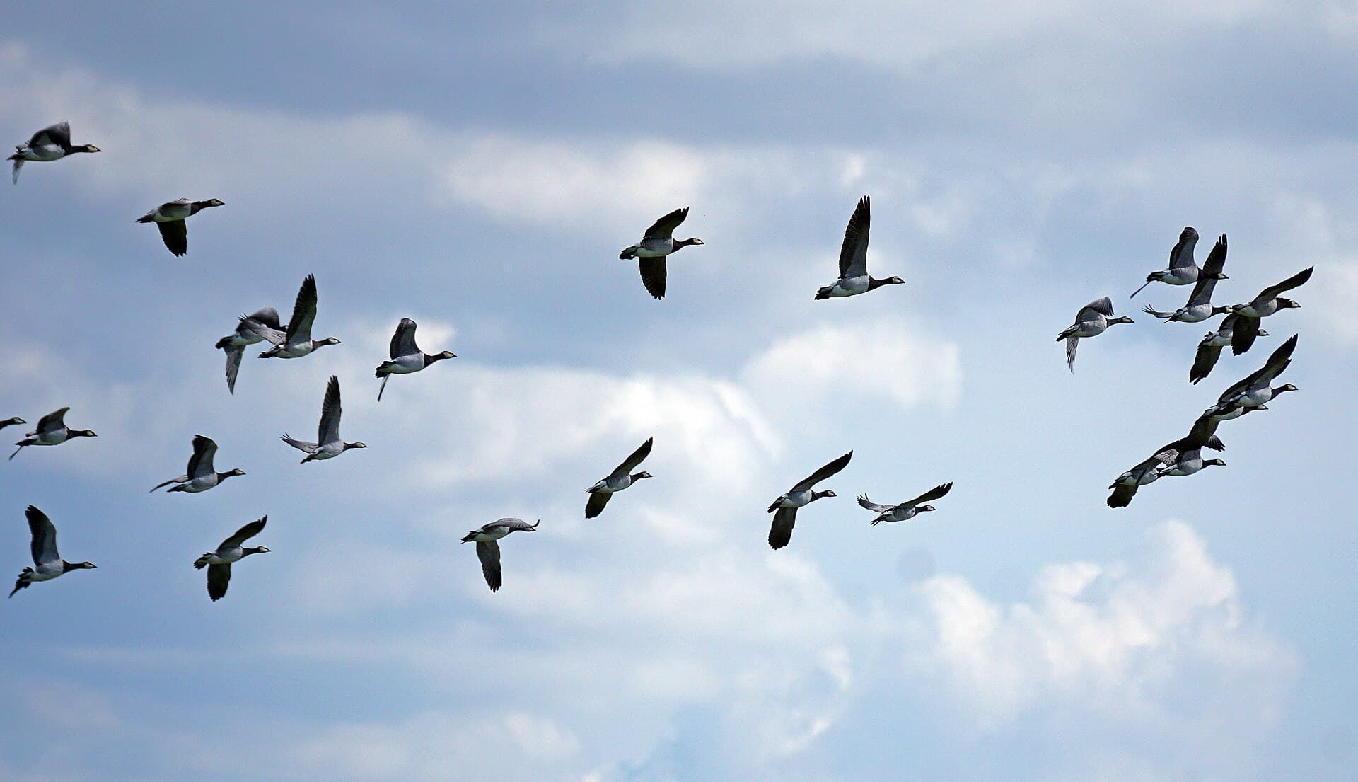 Brandgans (Branta leucopsis) - Nationalpark Niedersächsisches Wattenmeer, Weißwangengänse im Flug über Norderney 02