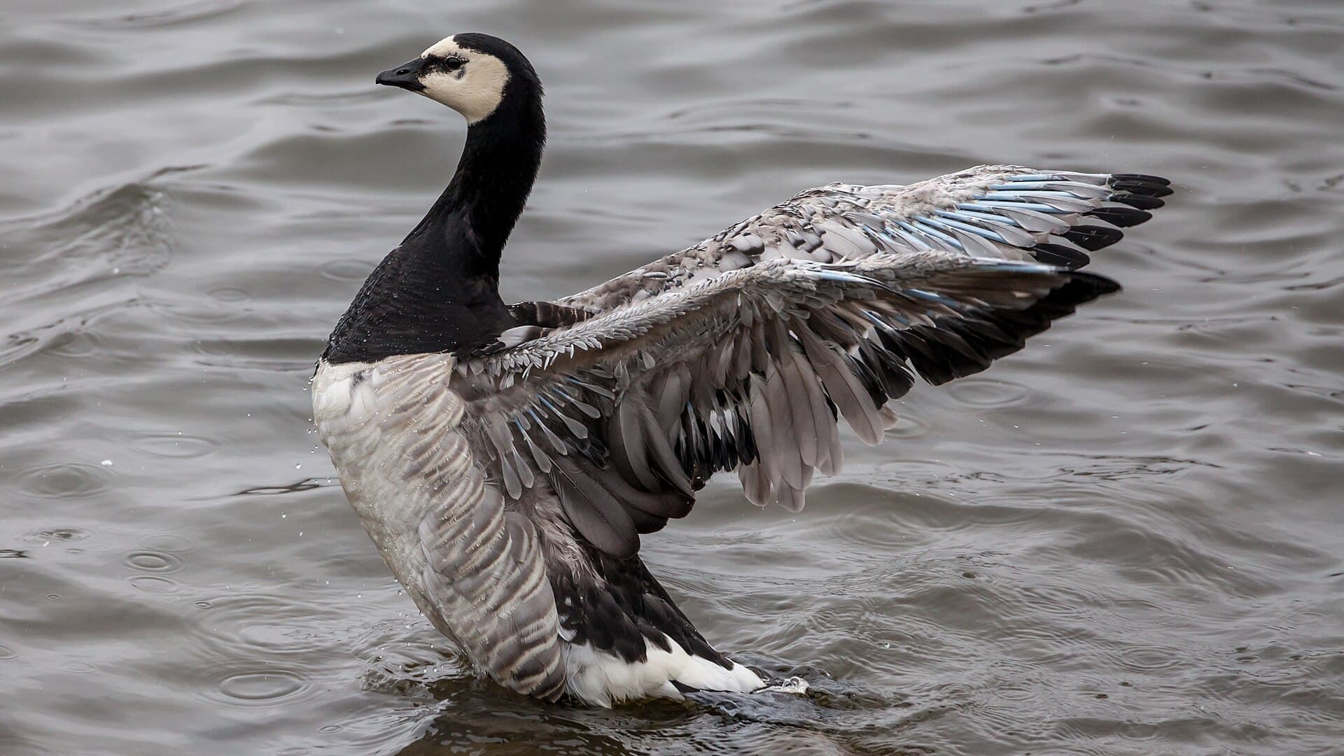 Brandgans (Branta leucopsis) - Barnacle goose (Branta leucopsis)