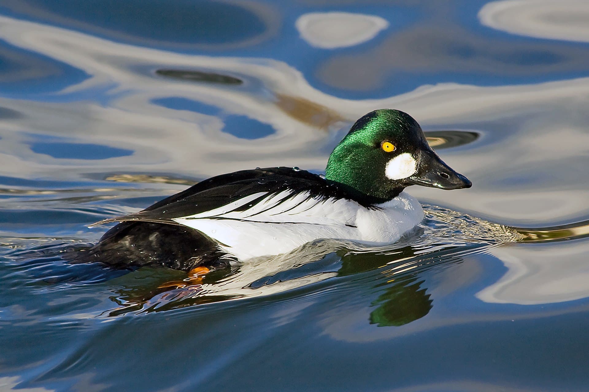 Brilduiker (Bucephala clangula) - Common Goldeneye