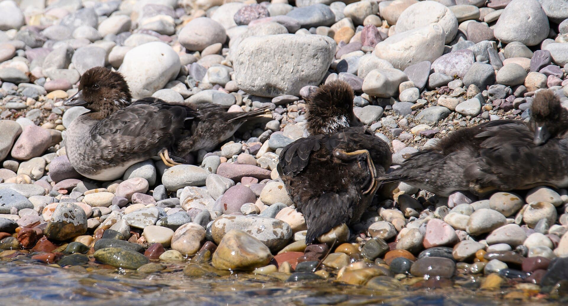 Brilduiker (Bucephala clangula) - Teton scenic river float 7.25.23 DSC 2170