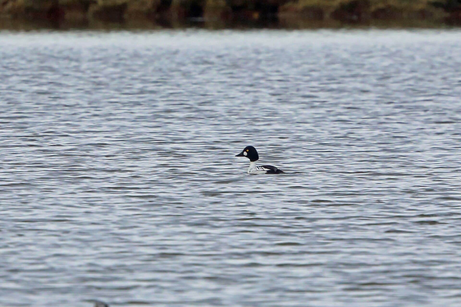 Brilduiker (Bucephala clangula) - Common Goldeneye, Point Barrow, Alaska 2029307