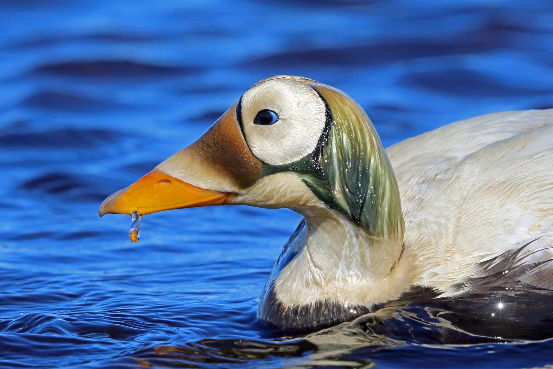 brileider (Somateria fischeri) - Spectacled Eider, Utqiagvik, Alaska, USA 2946643