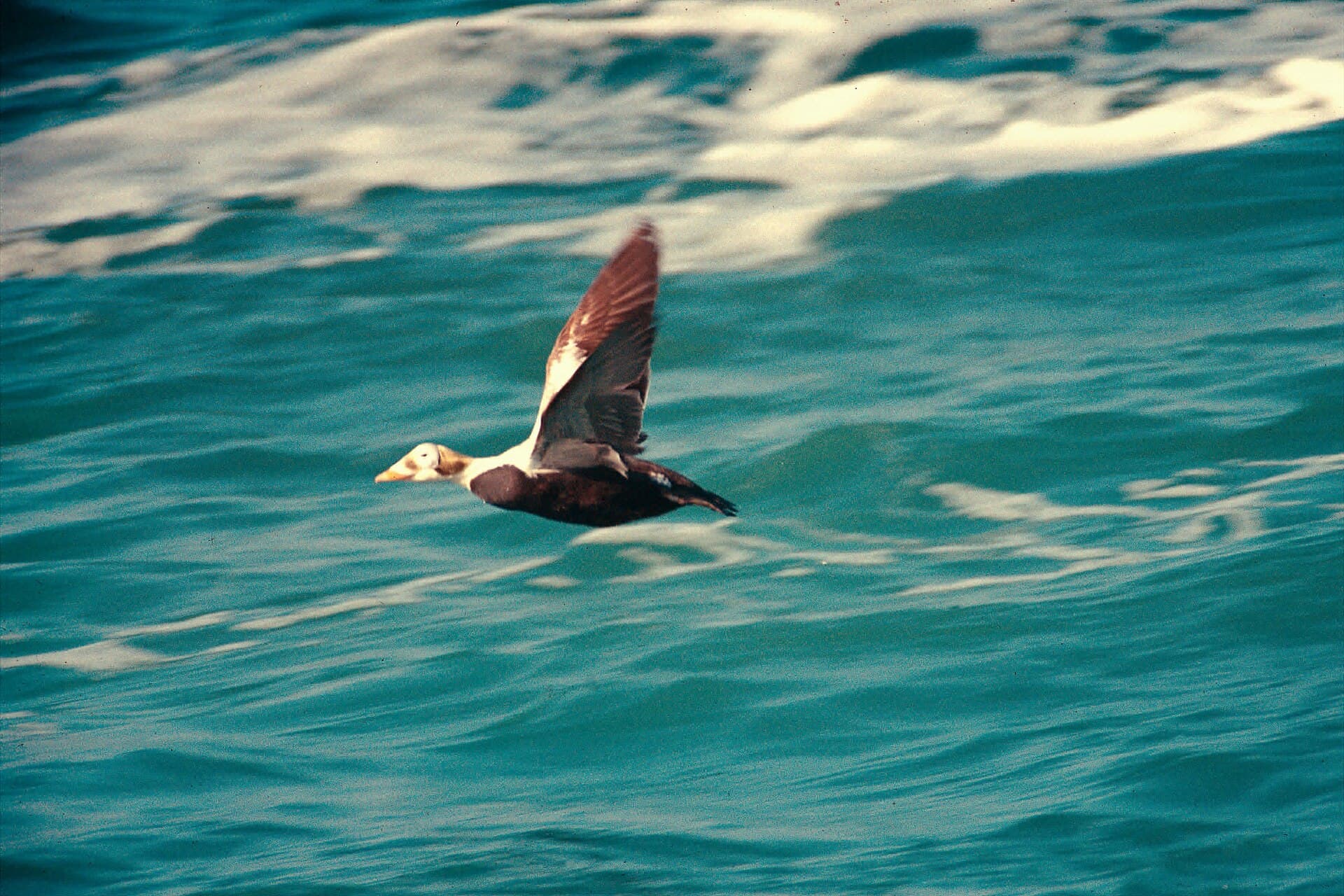 brileider (Somateria fischeri) - Spectacled Eider