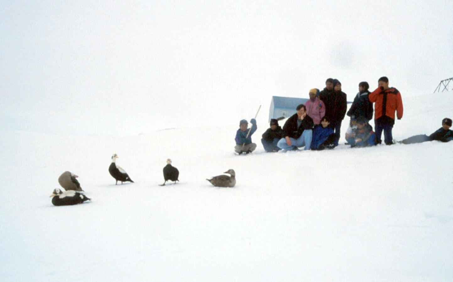 brileider (Somateria fischeri) - Peole crowd looking at spectacled eiders ducks on snow
