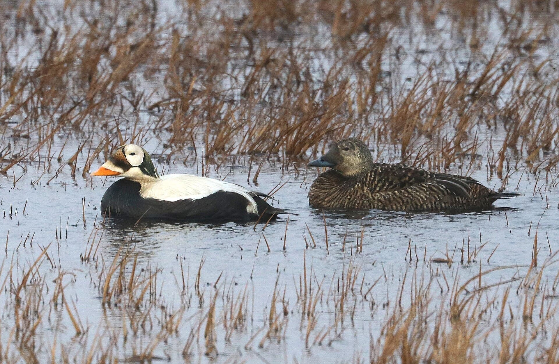 brileider (Somateria fischeri) - 048 - SPECTACLED EIDER (6-17-2016) barrow, alaska -05 (27890171860)