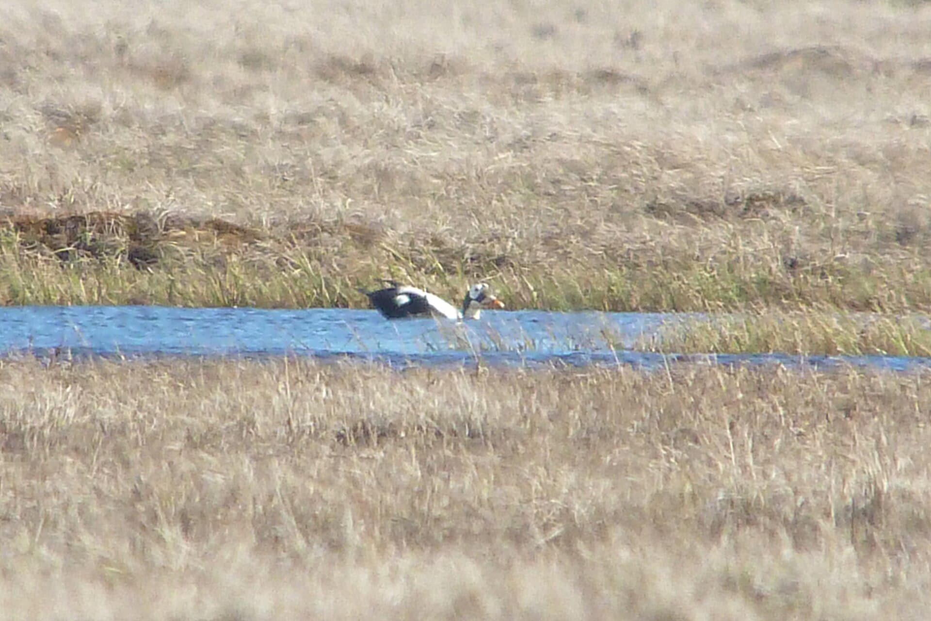 brileider (Somateria fischeri) - Somateria fischeri, Barrow, Alaska 1