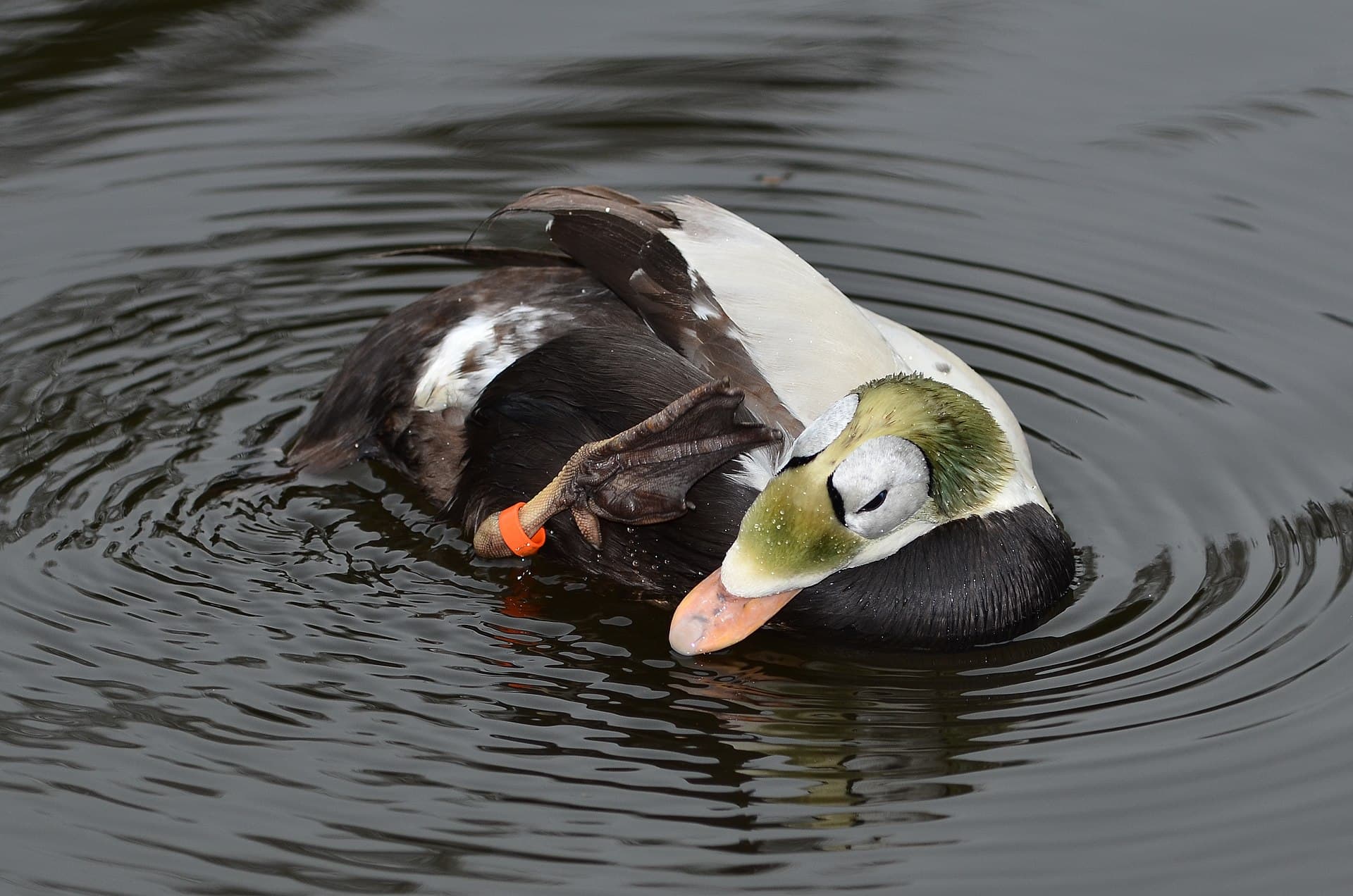 brileider (Somateria fischeri) - Somateria fischeri (Spectacled Eider - Plueschkopfente) - Weltvogelpark Walsrode 2012-45