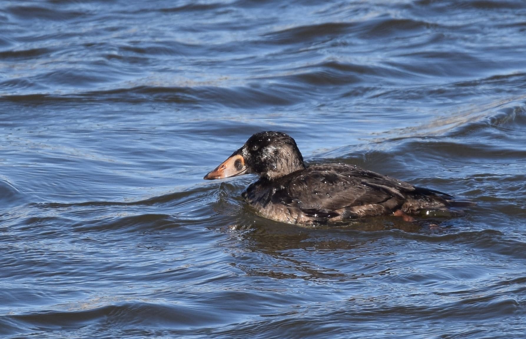 brilzee-eend (Melanitta perspicillata) - Surf Scoter (1st winter male) (30891684194)