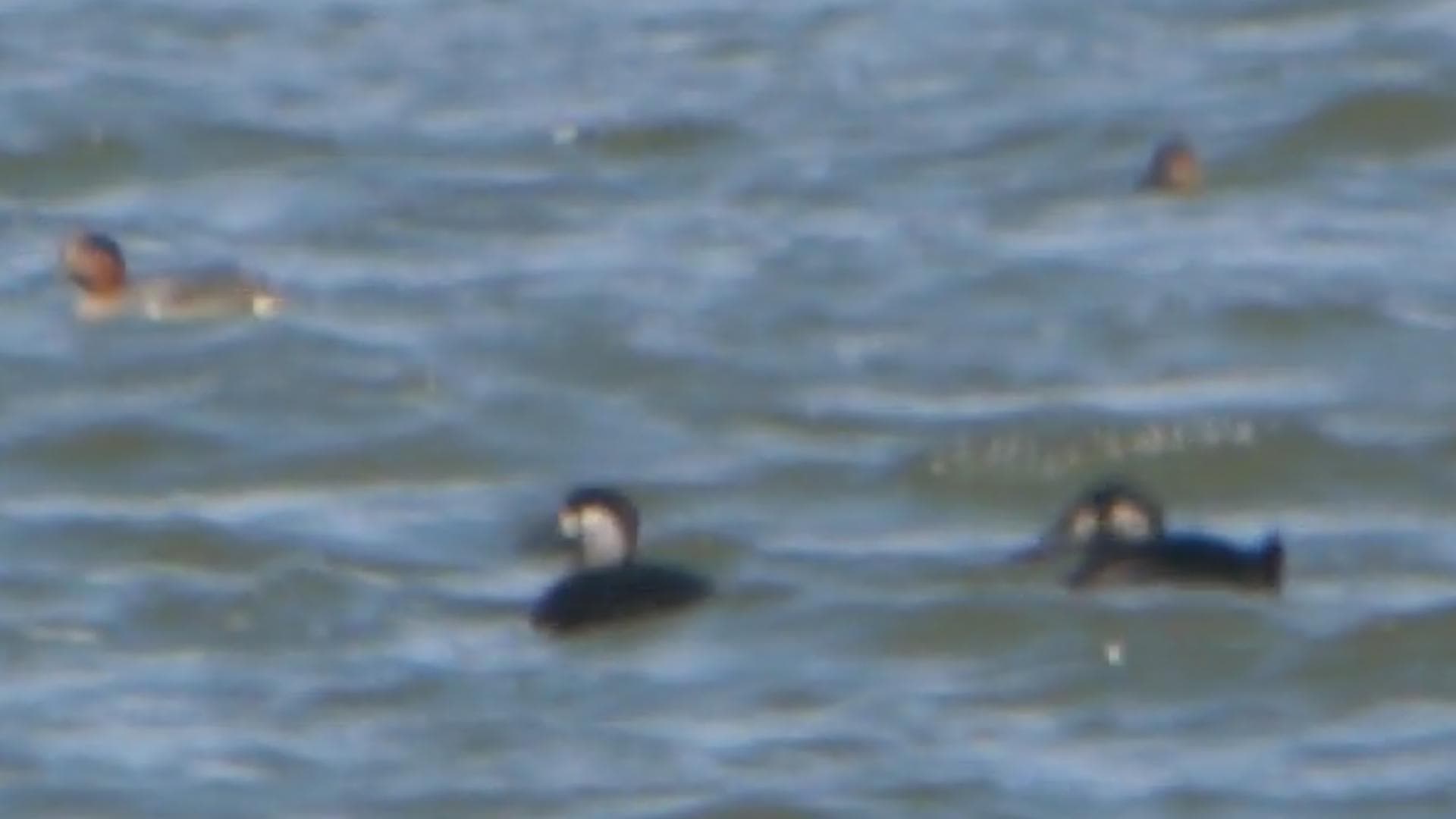 brilzee-eend (Melanitta perspicillata) - Surf Scoters (8129446976)