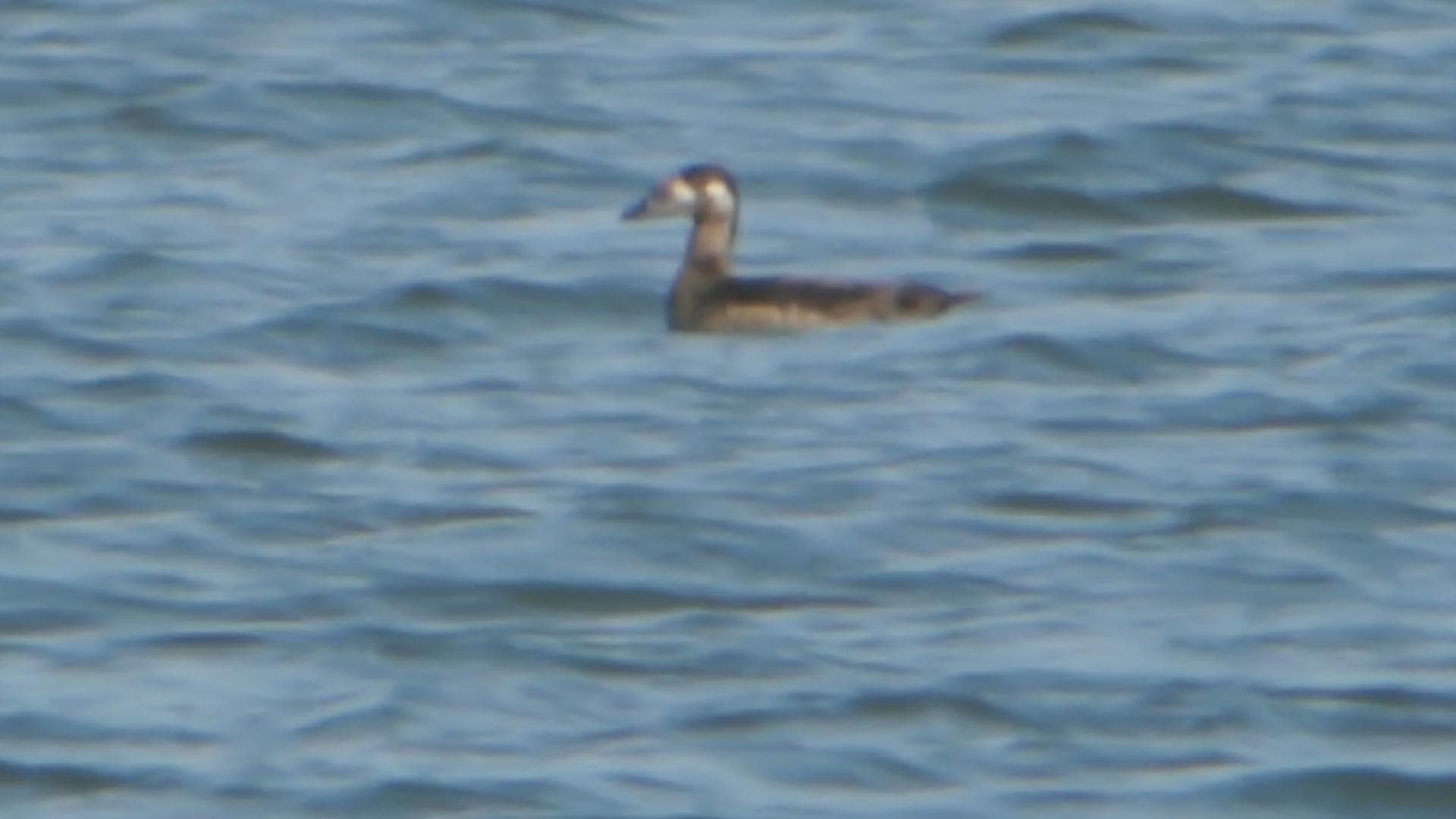 brilzee-eend (Melanitta perspicillata) - Surf Scoter - First Winter (8171129435)