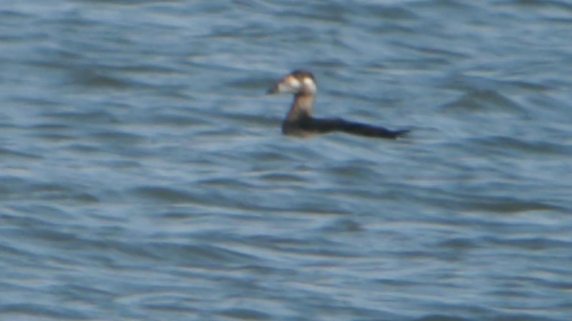 brilzee-eend (Melanitta perspicillata) - Surf Scoter - First Winter (8171161494)