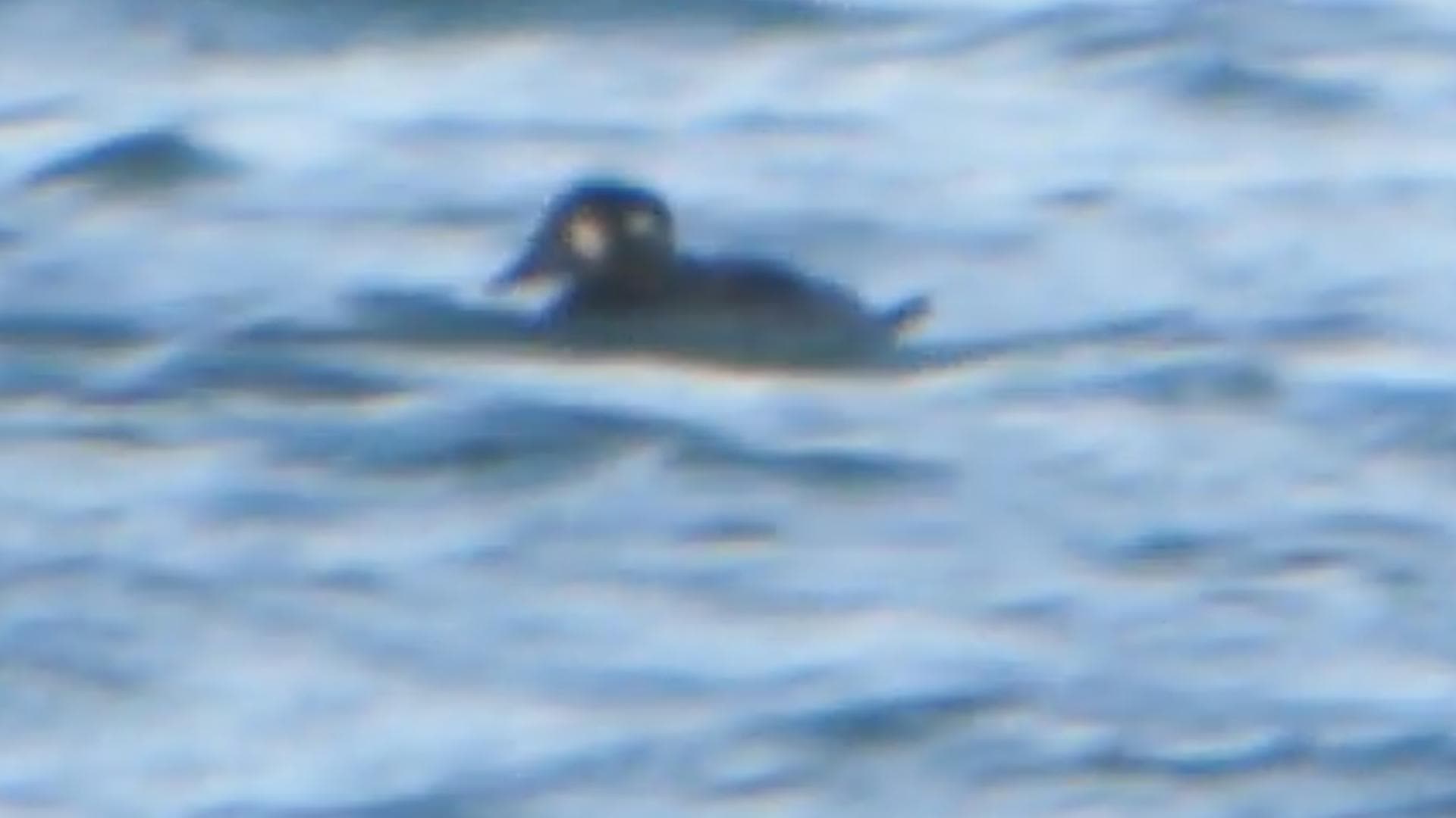 brilzee-eend (Melanitta perspicillata) - Surf Scoters (8129450526)