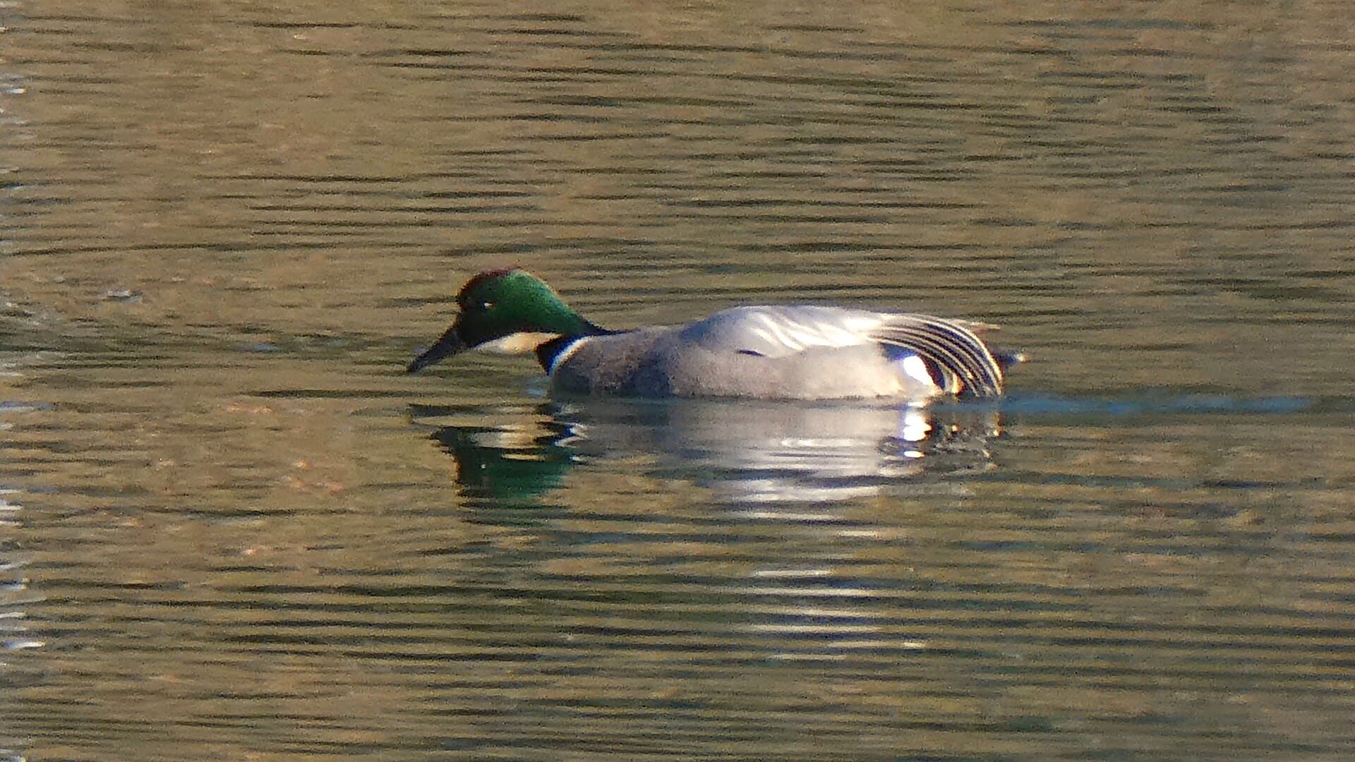 Bronskopeend (Mareca falcata) - Green head duck in Miyatakiōike - 2