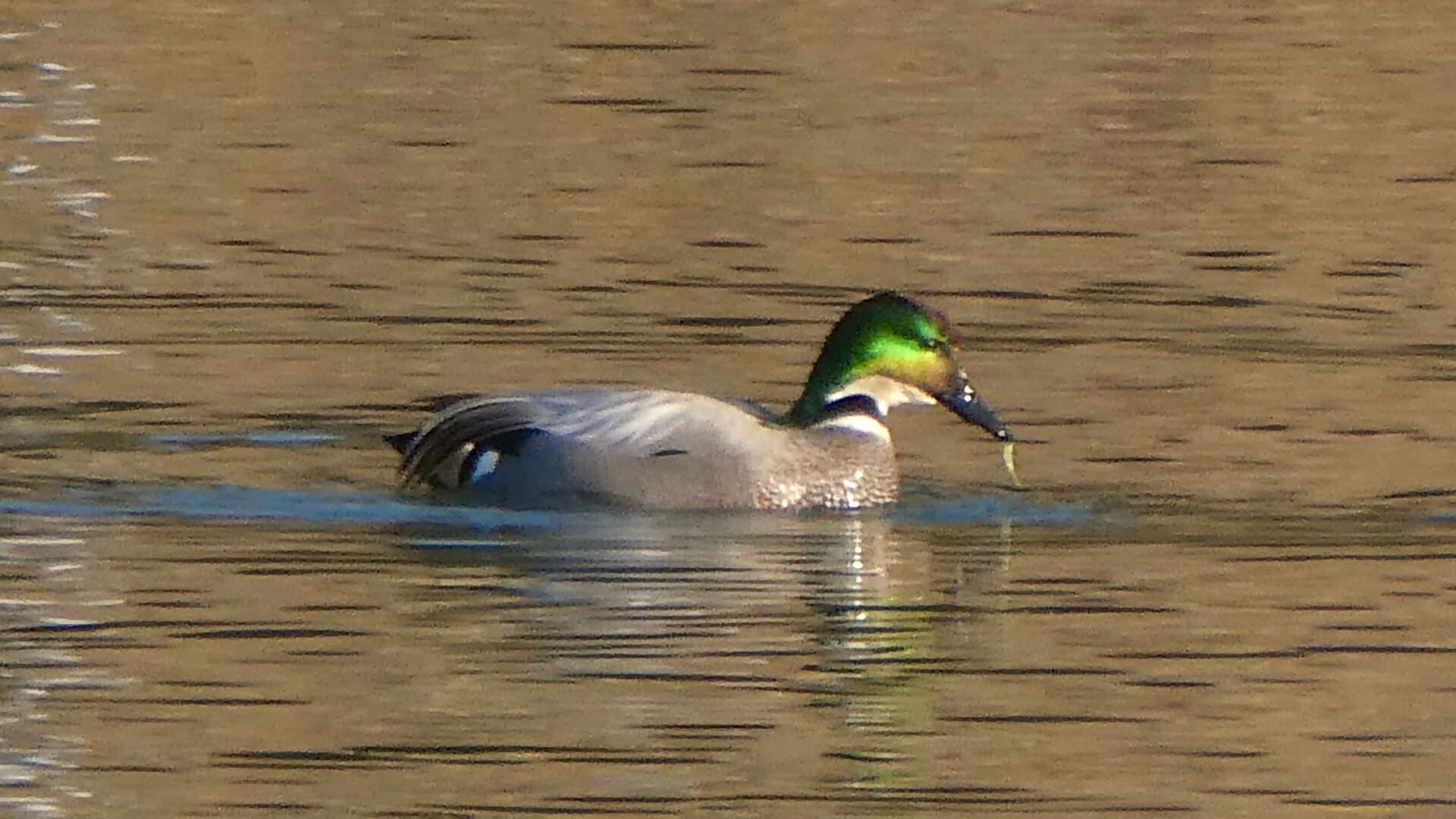 Bronskopeend (Mareca falcata) - Green head duck in Miyatakiōike - 1