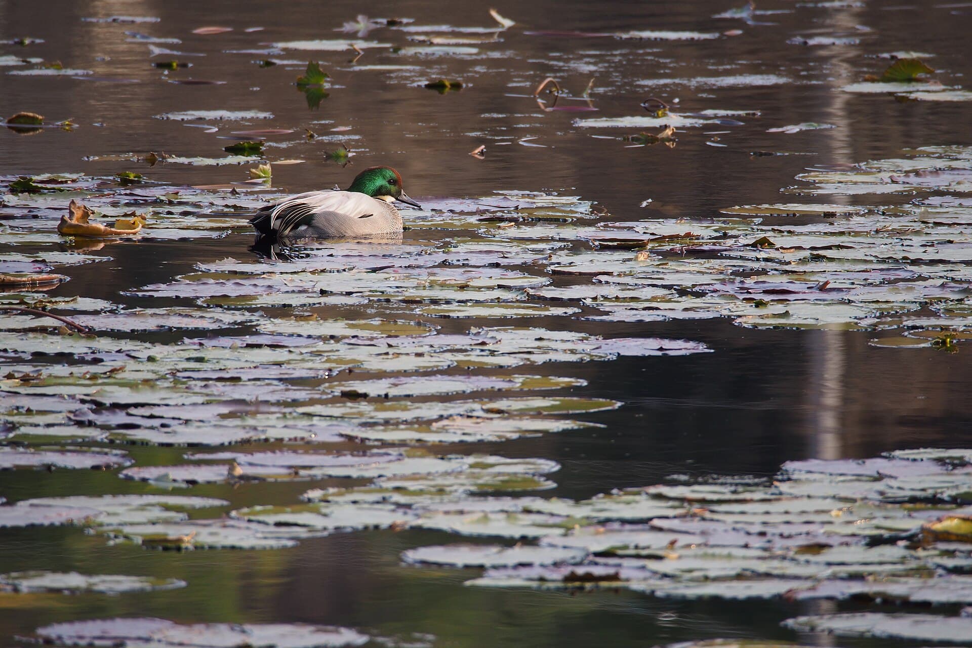 Bronskopeend (Mareca falcata) - Falcated Duck (Anas falcata) (23756680769)