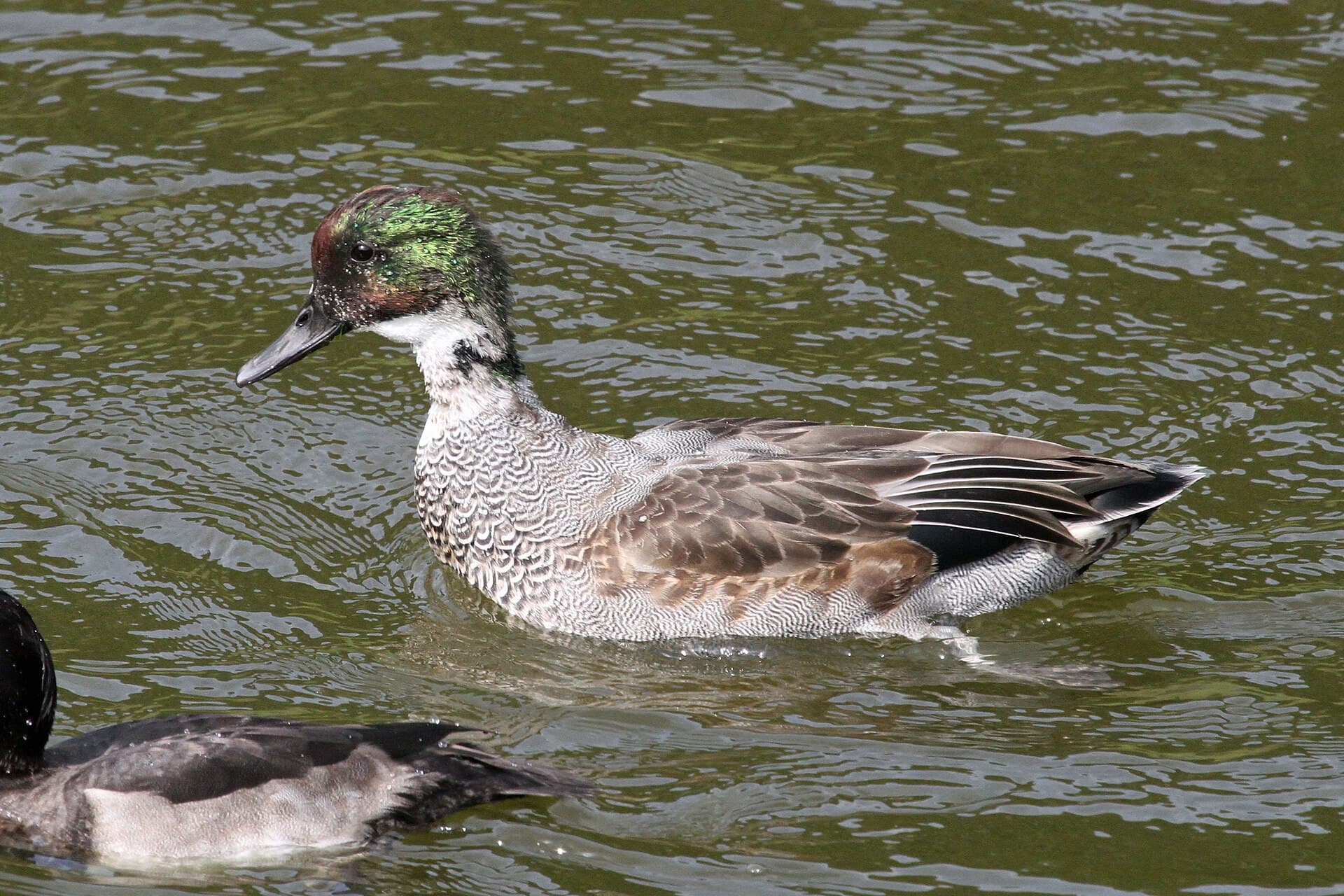 Bronskopeend (Mareca falcata) - Falcated Duck - Flickr - GregTheBusker