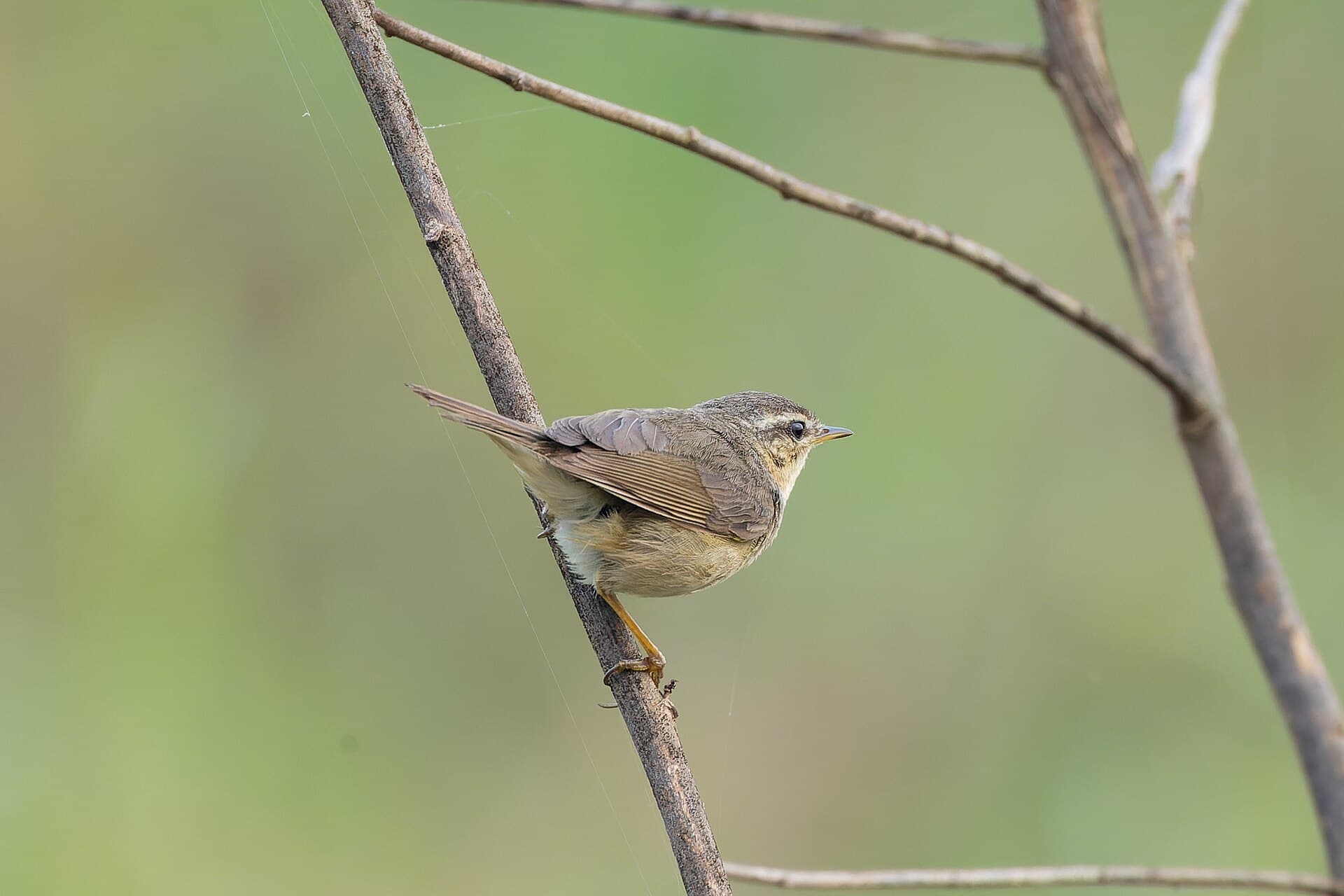 Bruine Boszanger (Phylloscopus fuscatus) - Dusky Warbler by Tisha Mukherjee 32