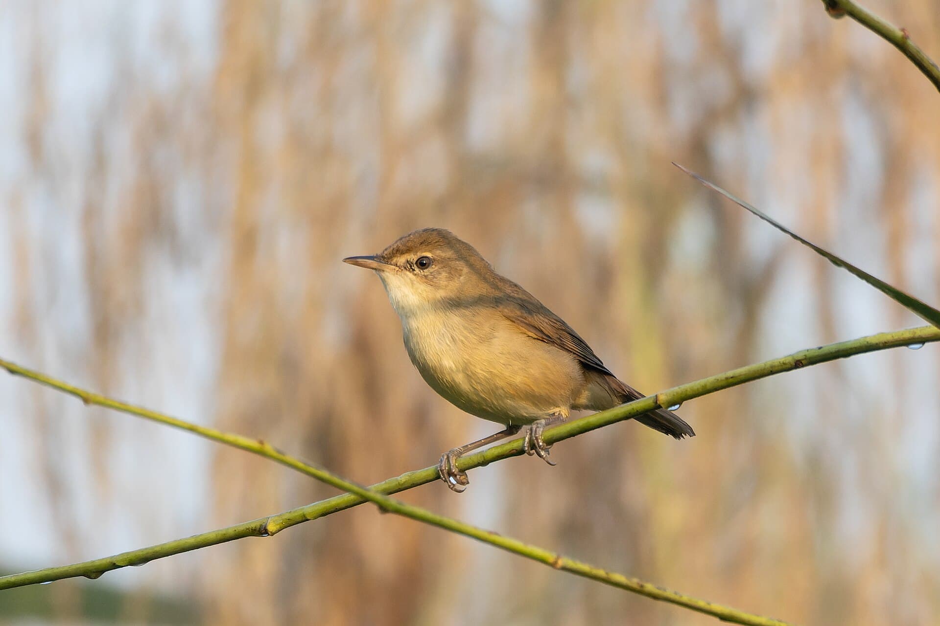 Bruine Boszanger (Phylloscopus fuscatus) - Dusky Warbler by Tisha Mukherjee 02