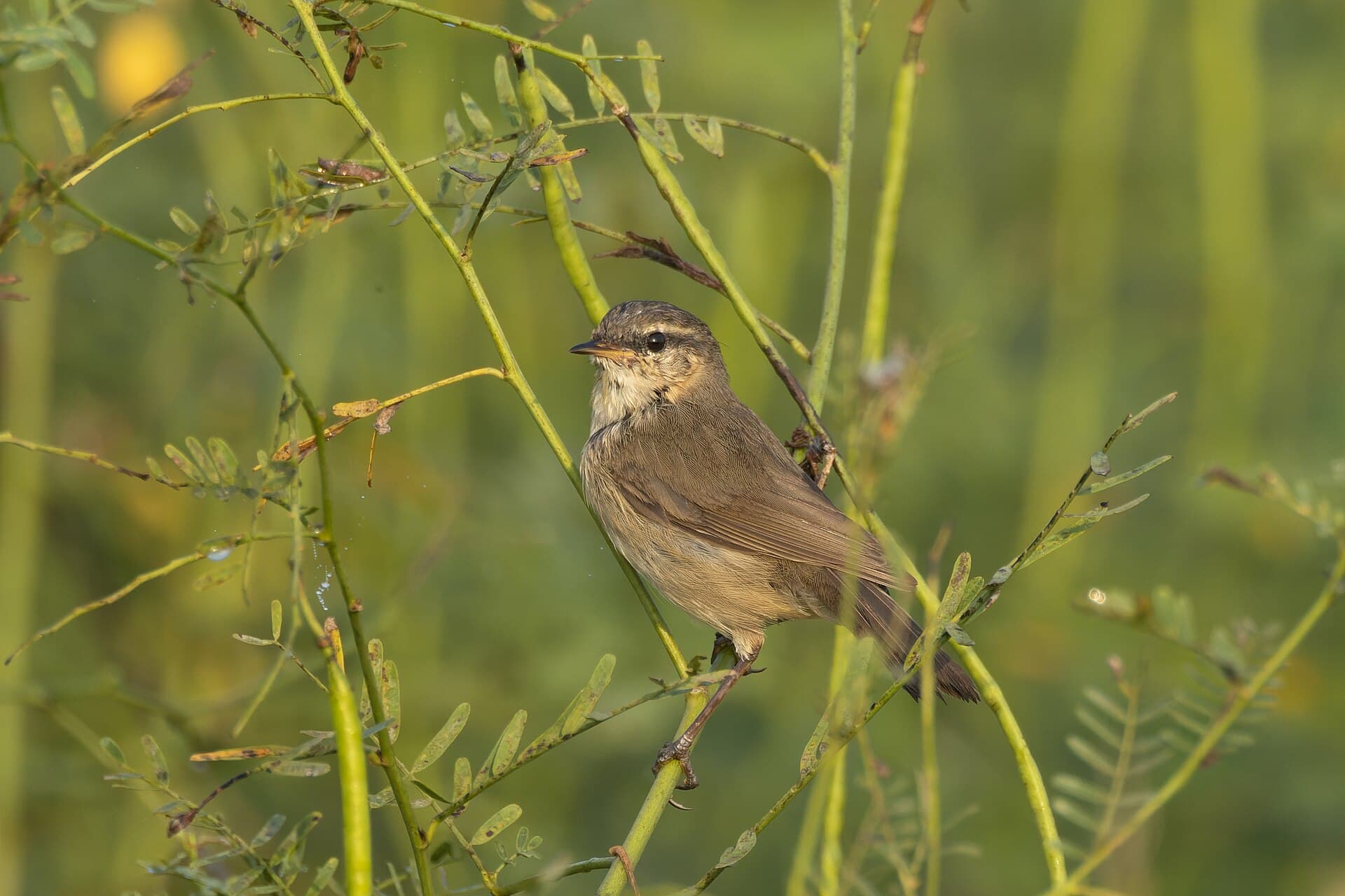 Bruine Boszanger (Phylloscopus fuscatus) - Dusky Warbler by Tisha Mukherjee 20