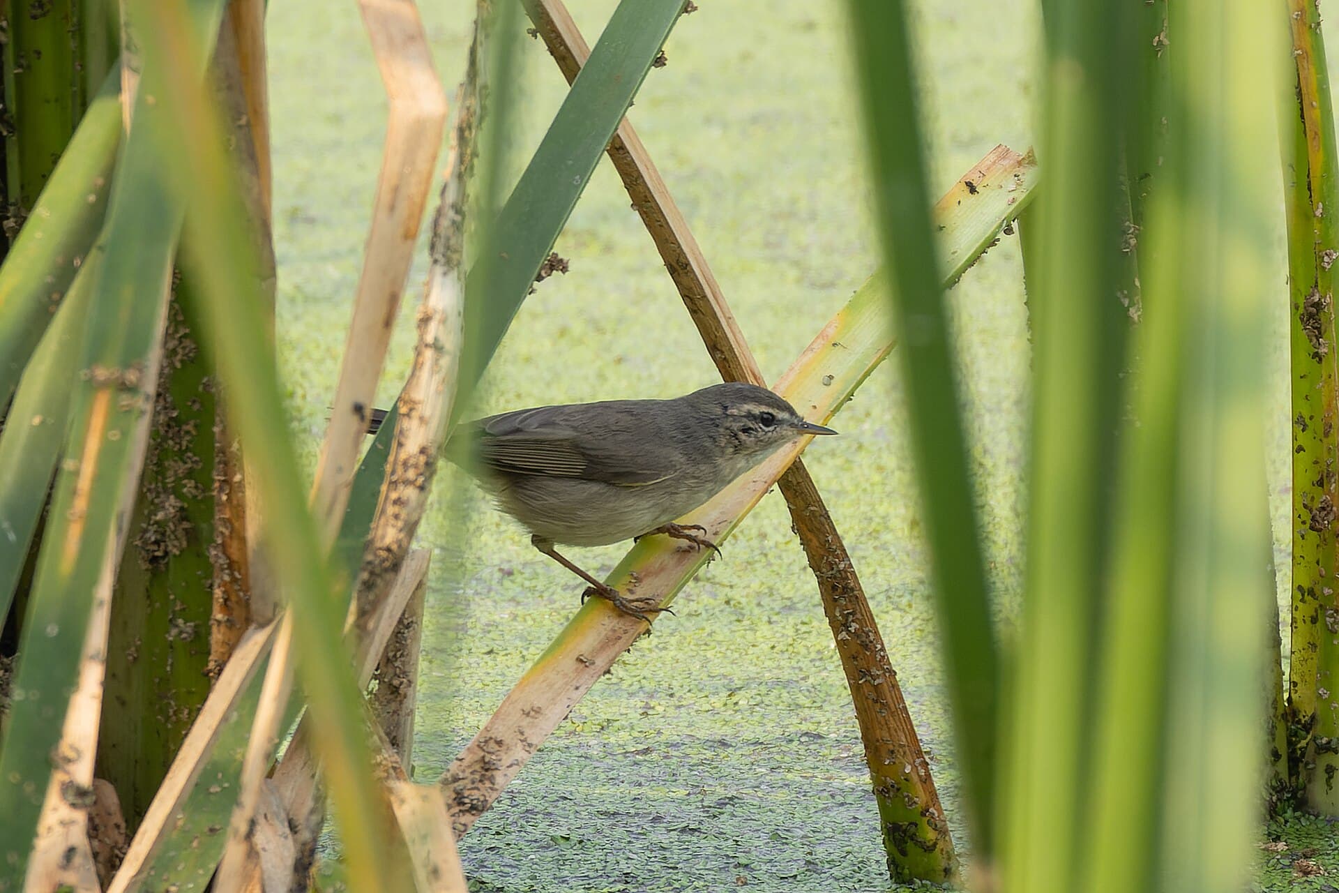Bruine Boszanger (Phylloscopus fuscatus) - Dusky Warbler by Tisha Mukherjee 28