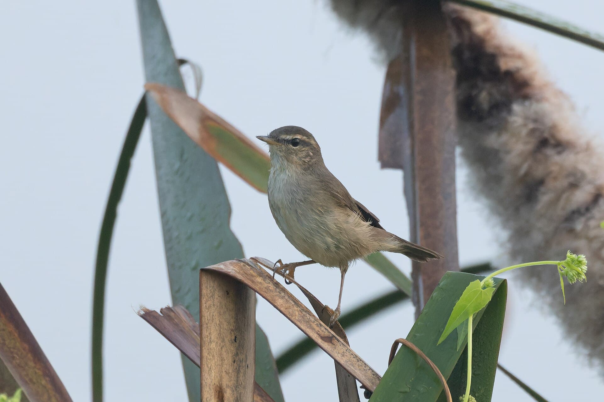 Bruine Boszanger (Phylloscopus fuscatus) - Dusky Warbler by Tisha Mukherjee 07