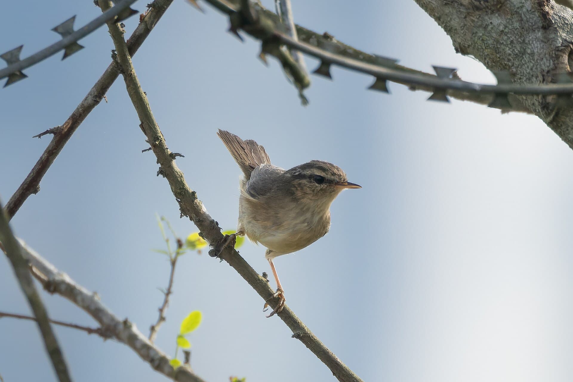 Bruine Boszanger (Phylloscopus fuscatus) - Dusky Warbler by Tisha Mukherjee 04