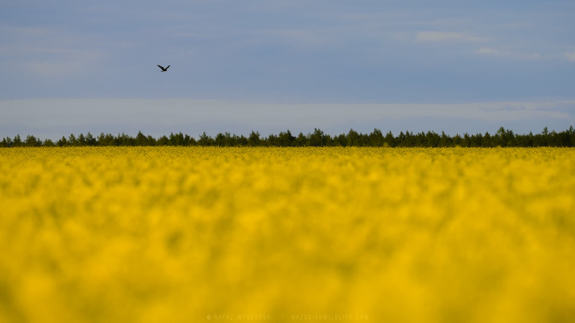 Bruine Kiekendief (Circus aeruginosus) - RWY1126