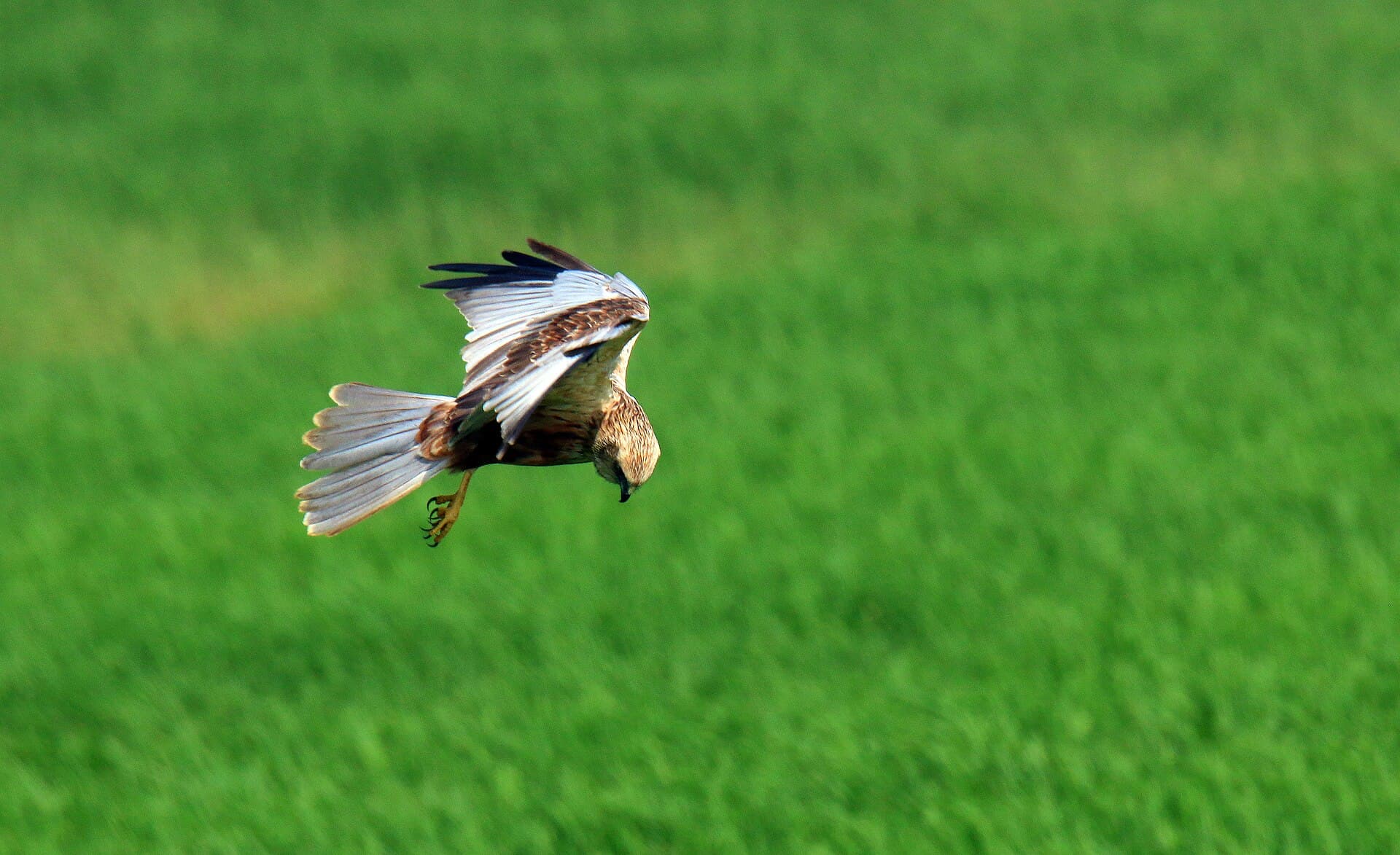 Bruine Kiekendief (Circus aeruginosus) - Marsh harrier, pullu wetlands, 1
