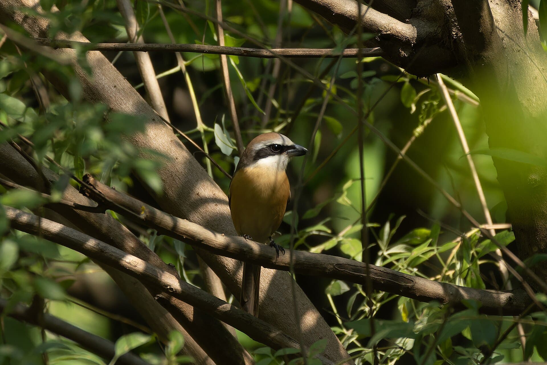 Bruine Klauwier (Lanius cristatus) - Brown shrike by Tisha Mukherjee 10
