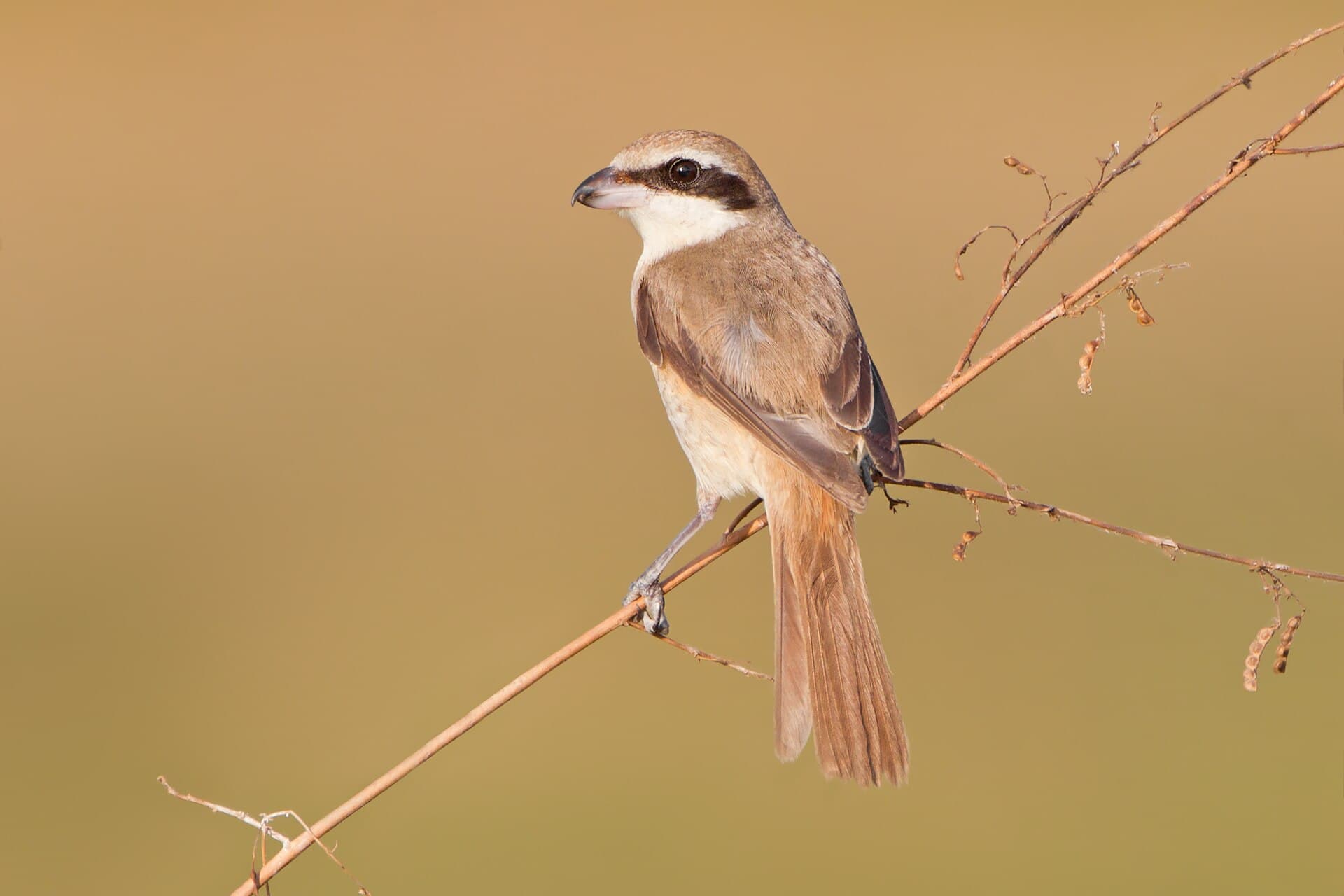 Bruine Klauwier (Lanius cristatus) - Lanius cristatus - Surin