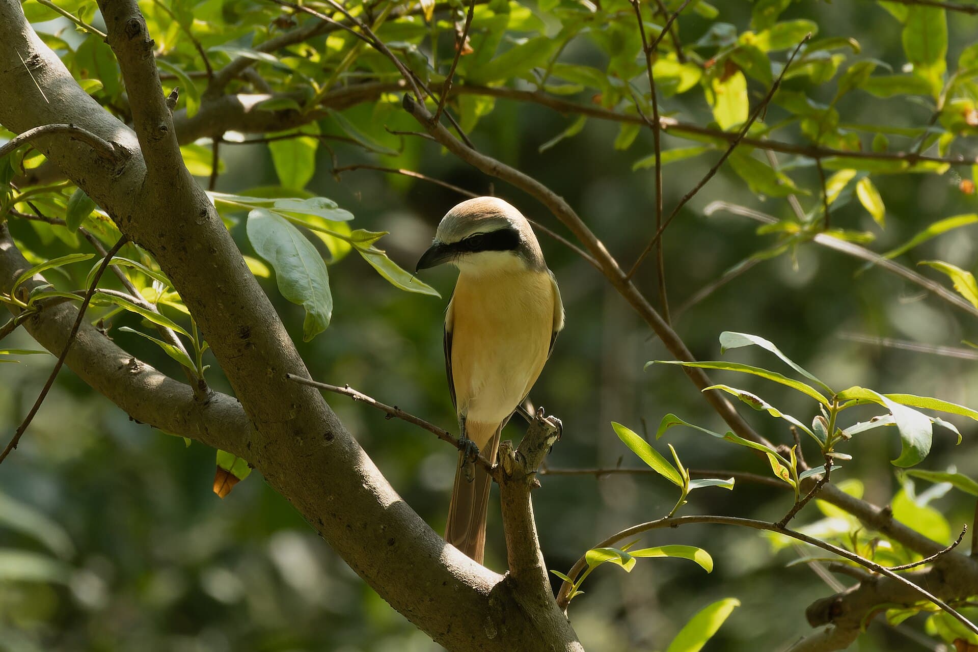 Bruine Klauwier (Lanius cristatus) - Brown shrike by Tisha Mukherjee 08