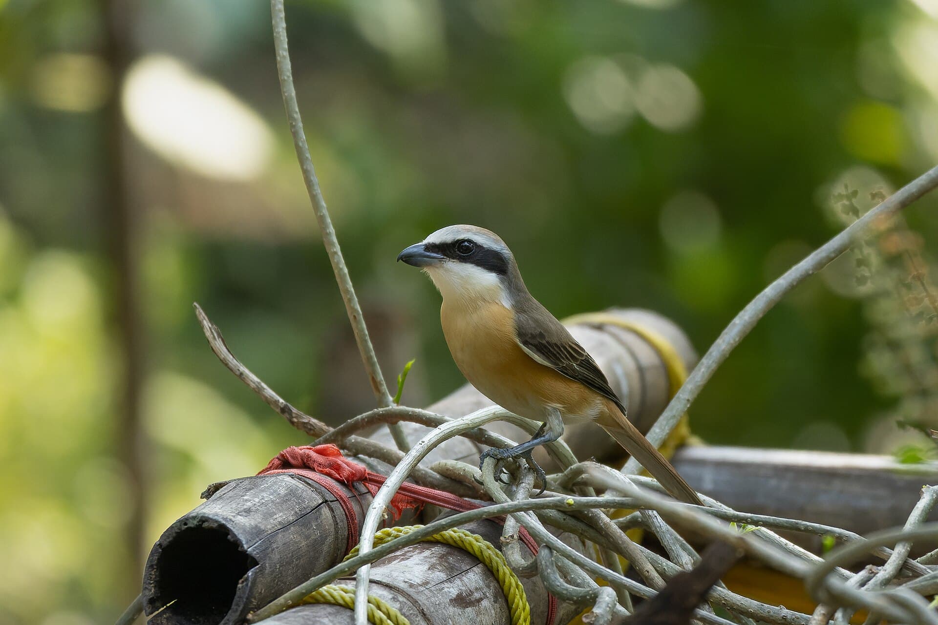 Bruine Klauwier (Lanius cristatus) - Brown shrike by Tisha Mukherjee 07