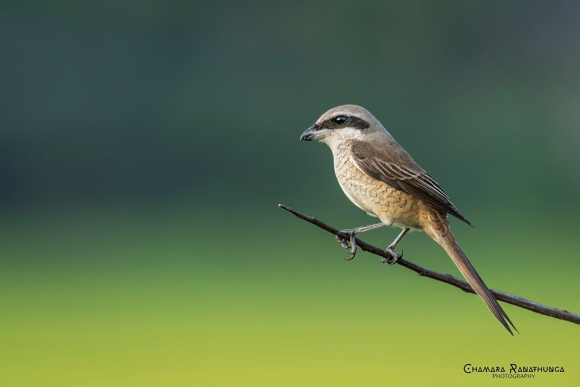 Bruine Klauwier (Lanius cristatus) - BrownShrike