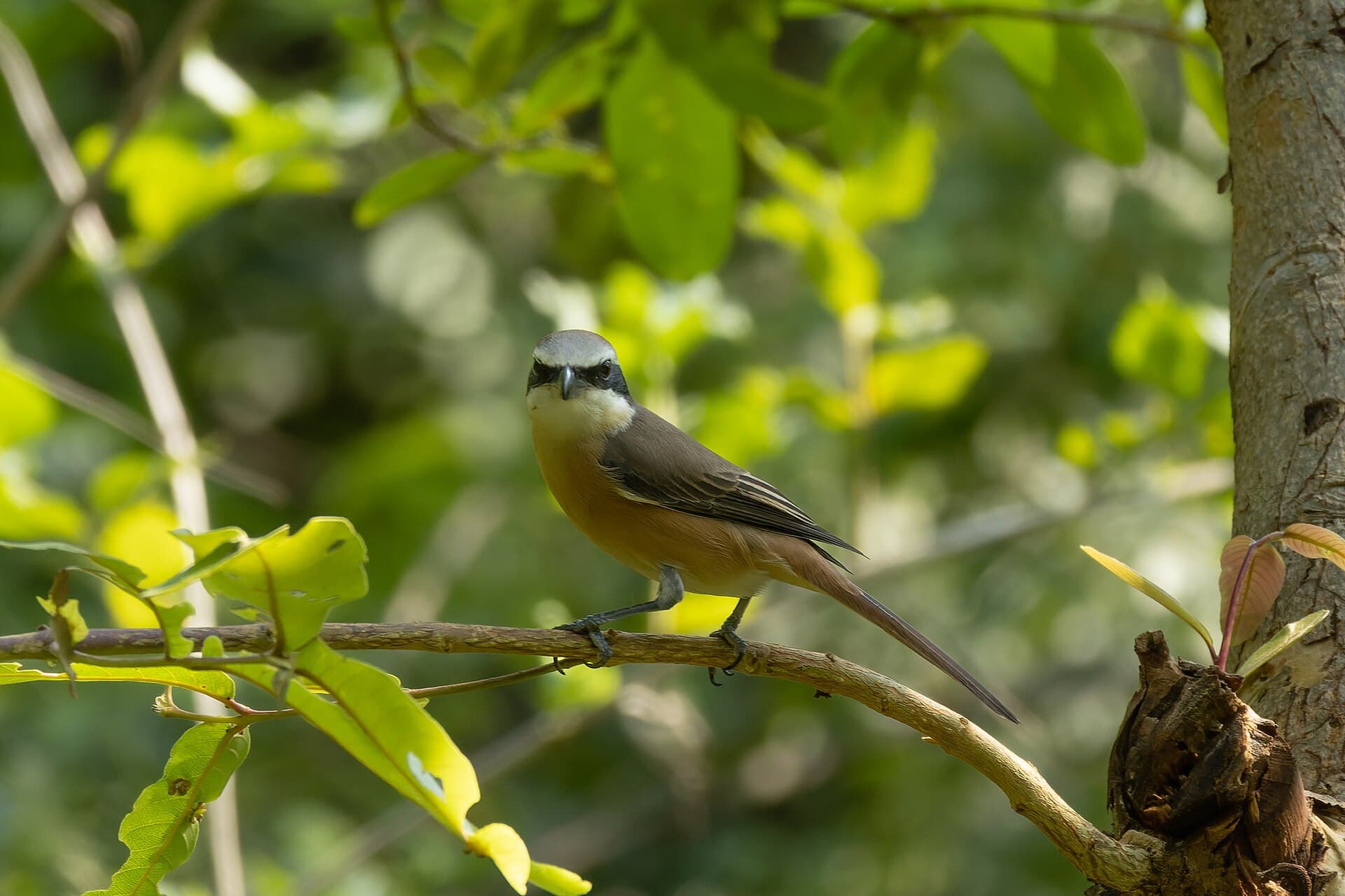 Bruine Klauwier (Lanius cristatus) - Brown shrike by Tisha Mukherjee 04