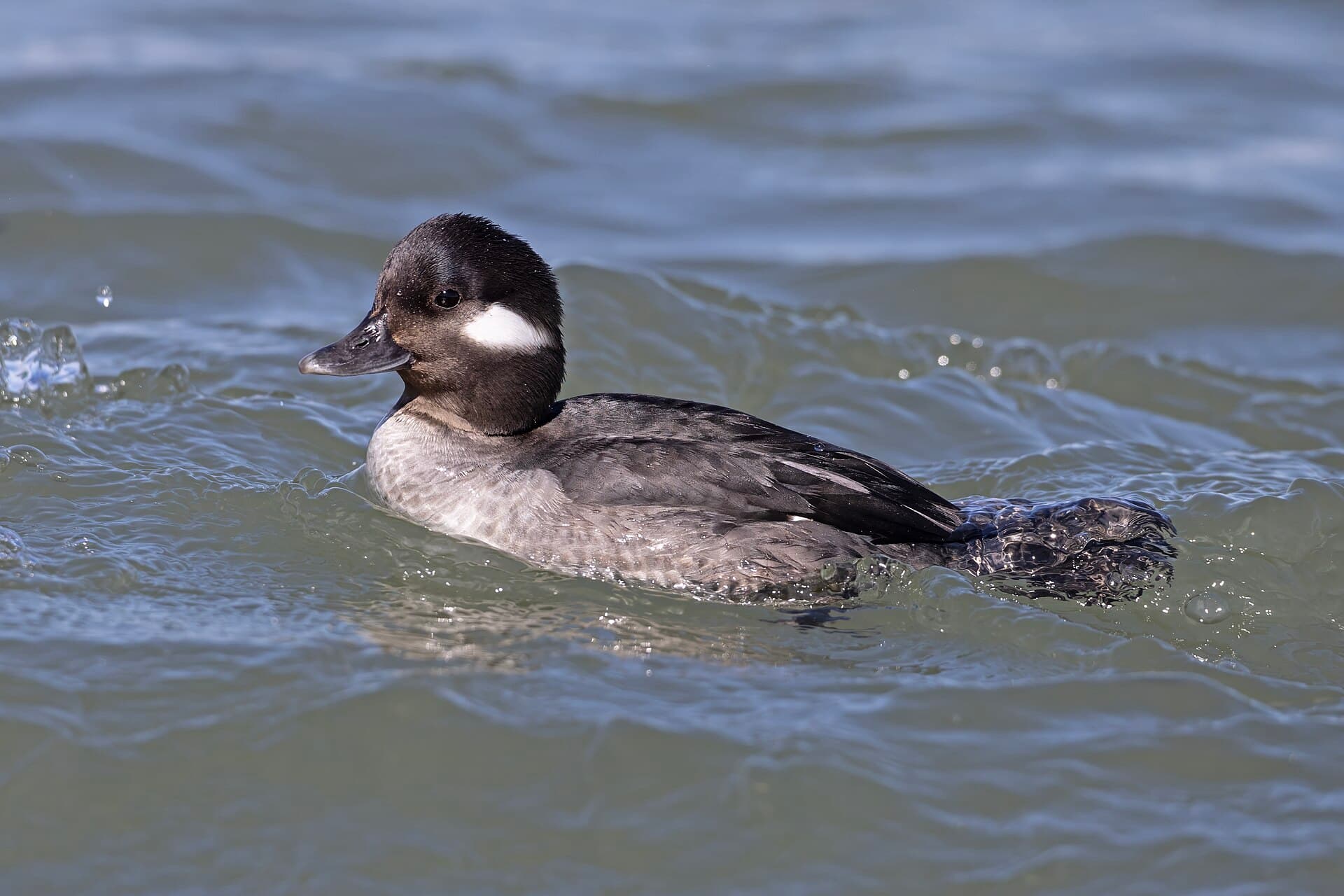 buffelkopeend (Bucephala albeola) - Hen Bufflehead LBI
