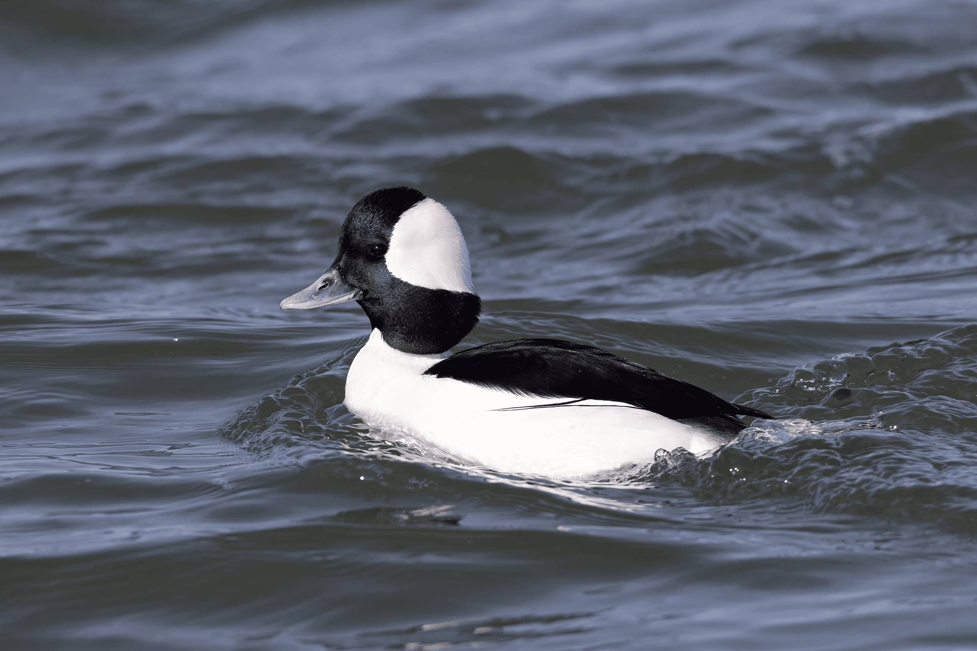 buffelkopeend (Bucephala albeola) - Drake Bufflehead LBI