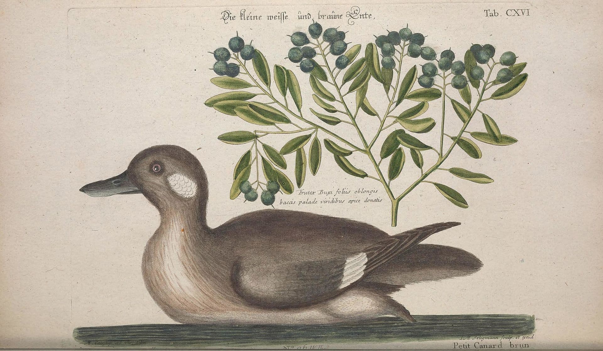 buffelkopeend (Bucephala albeola) - Recueil de divers oiseaux étrangers et peu communs (Tab. XCVI) BHL41947777
