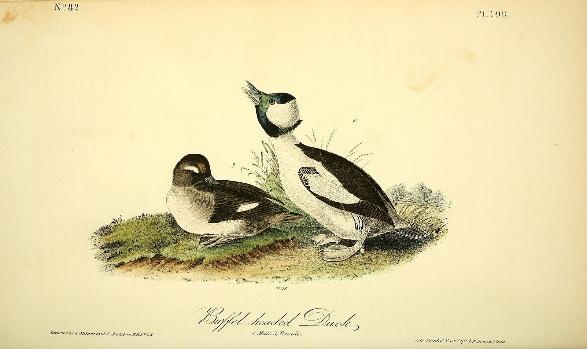 buffelkopeend (Bucephala albeola) - The birds of America (Pl. 408) (8592755628)