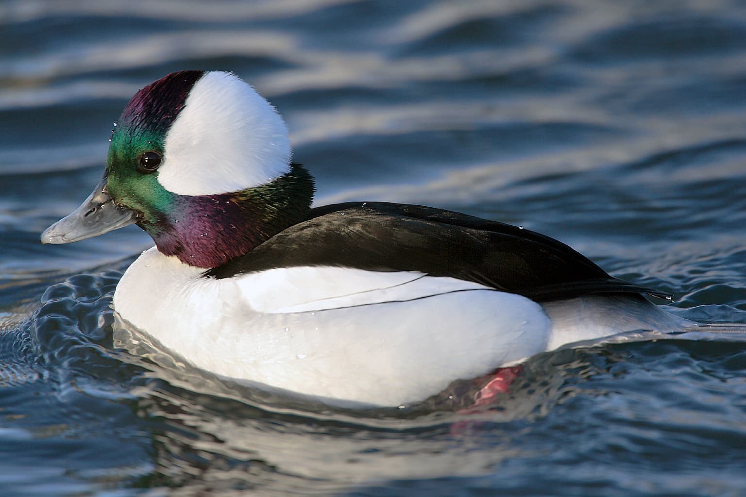buffelkopeend (Bucephala albeola) - Bucephala-albeola-007