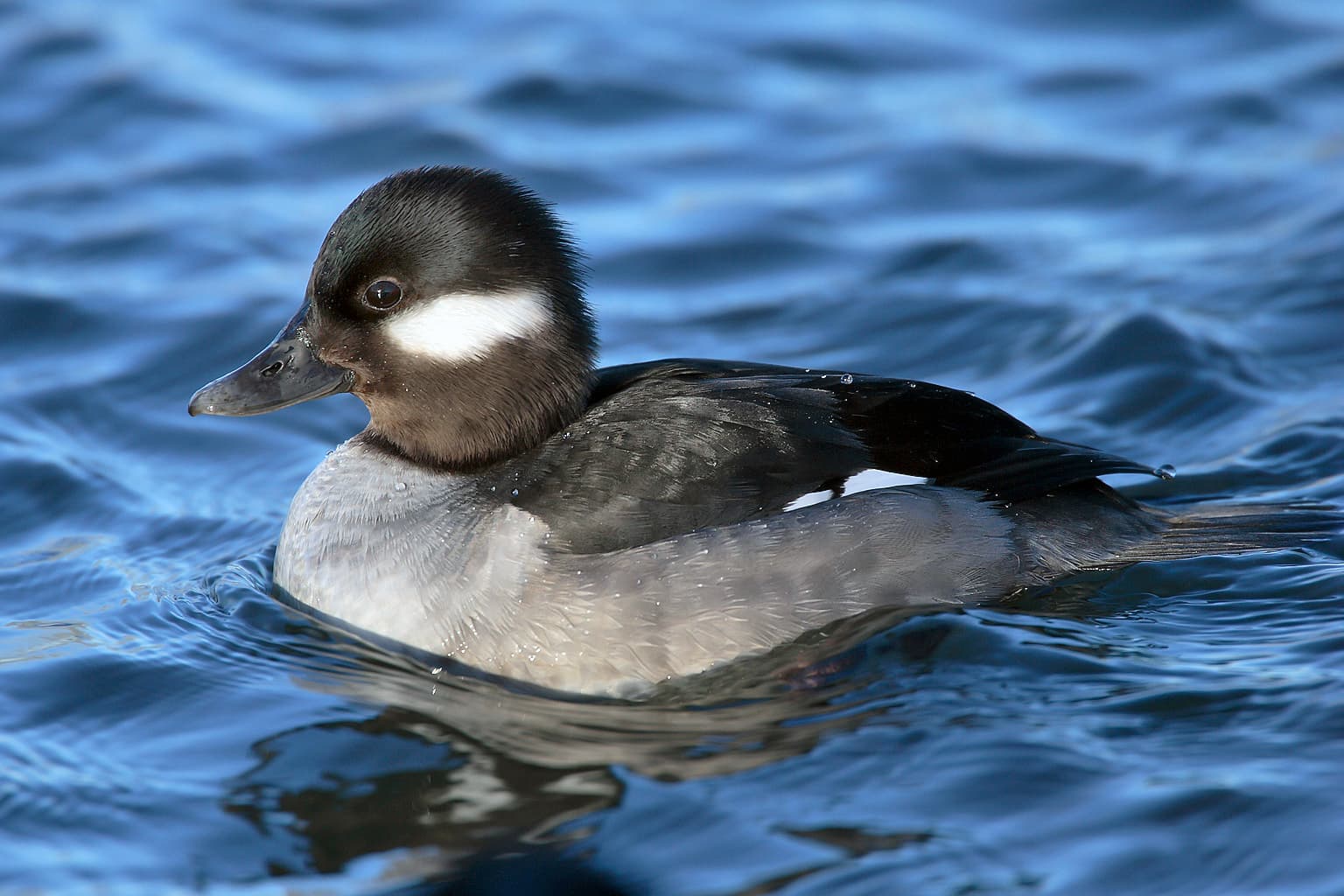 buffelkopeend (Bucephala albeola) - Bucephala-albeola-010