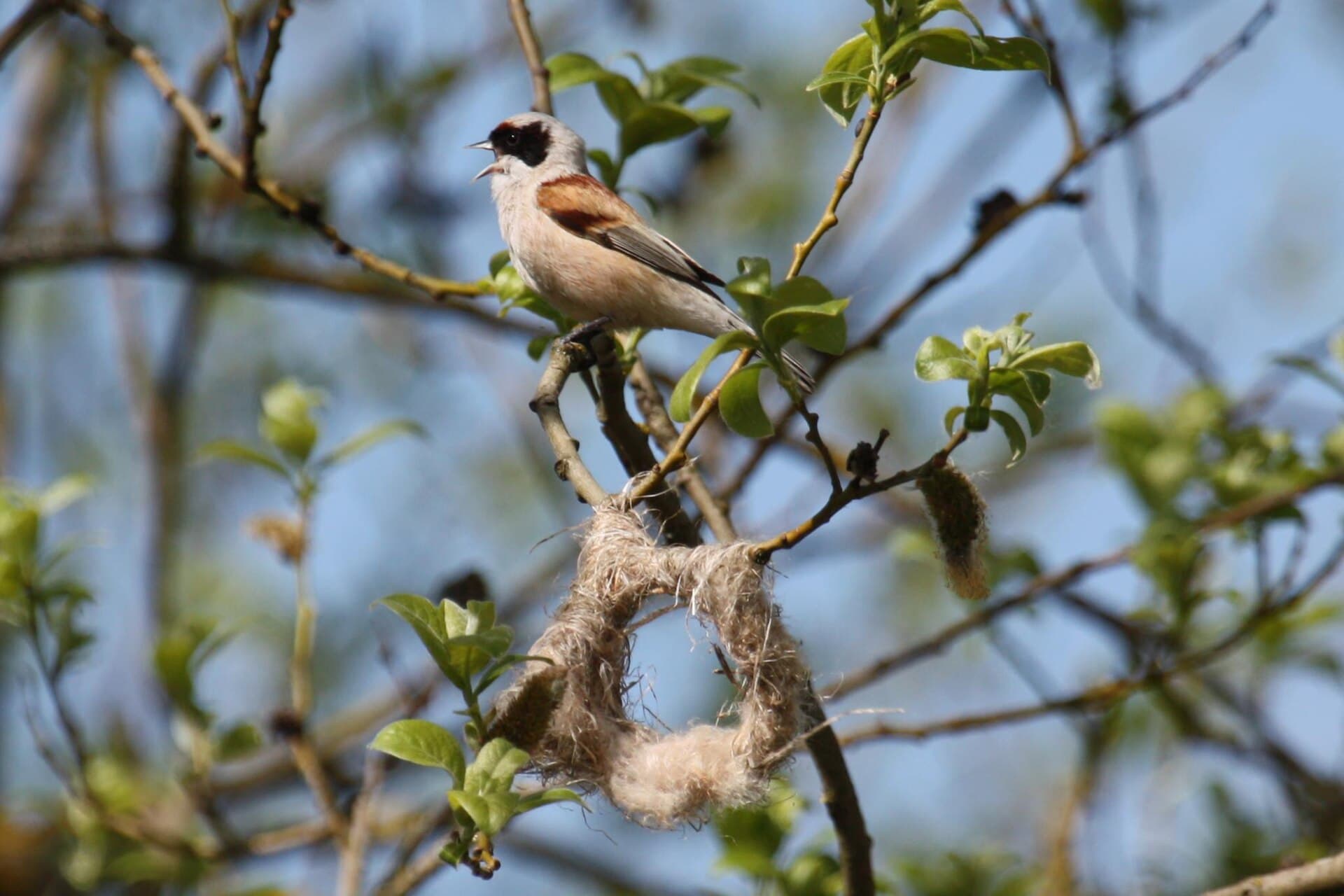 Buidelmees (Remiz pendulinus) - Remiz pendulinus -Estonia -singing by partly built nest-8