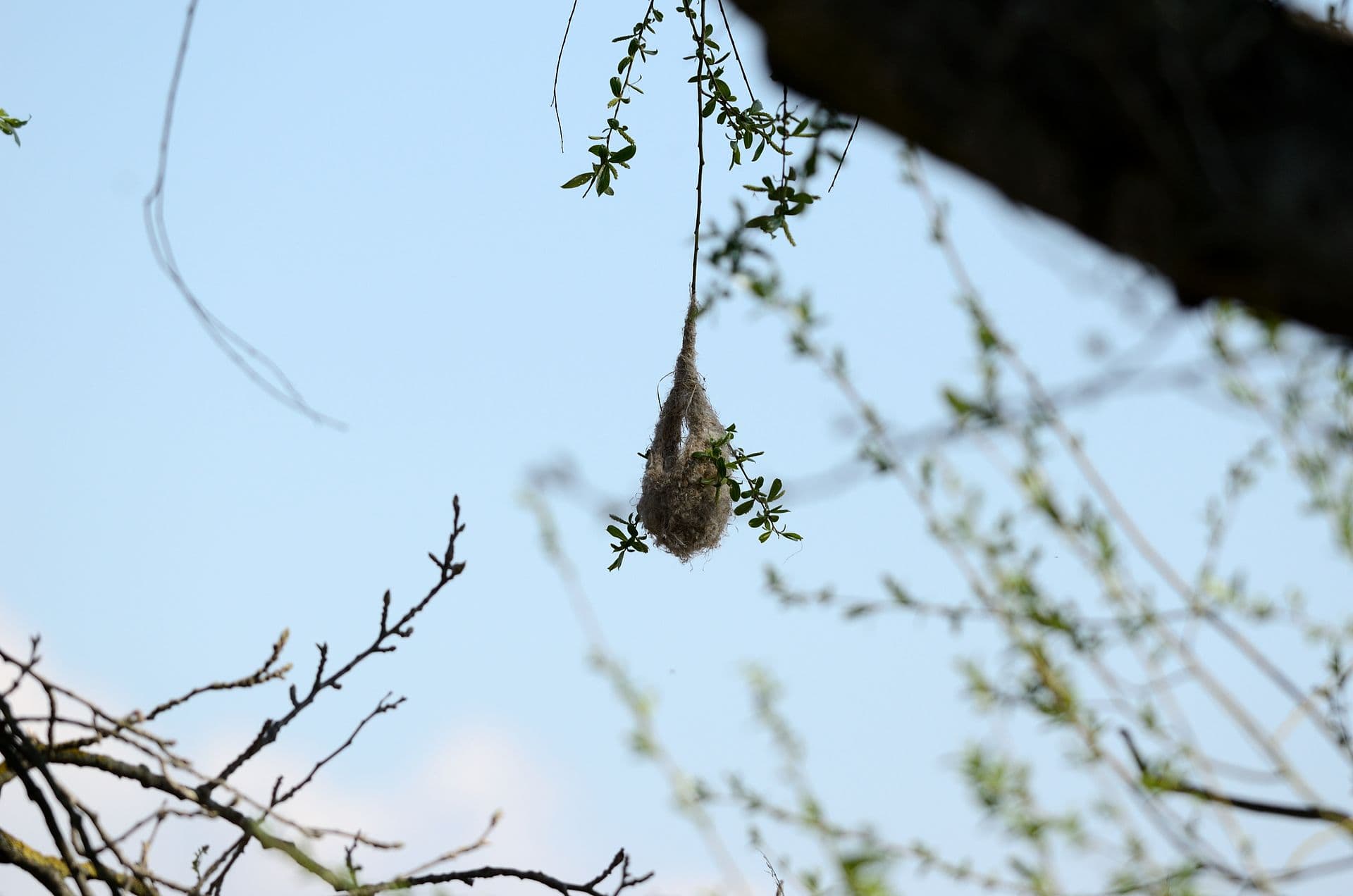 Buidelmees (Remiz pendulinus) - Nest Remiz pendulinus