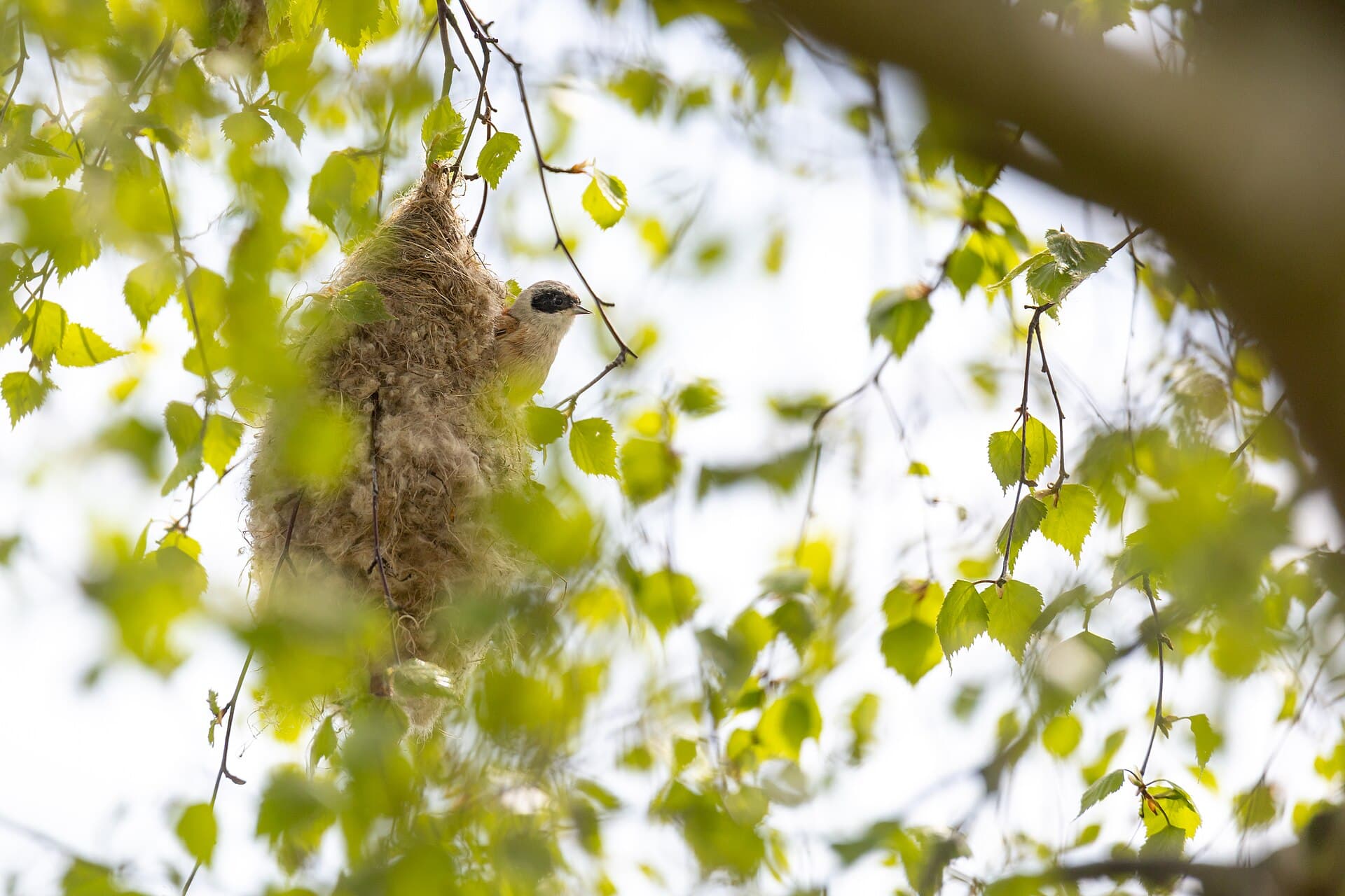 Buidelmees (Remiz pendulinus) - Penduline tit at the nest