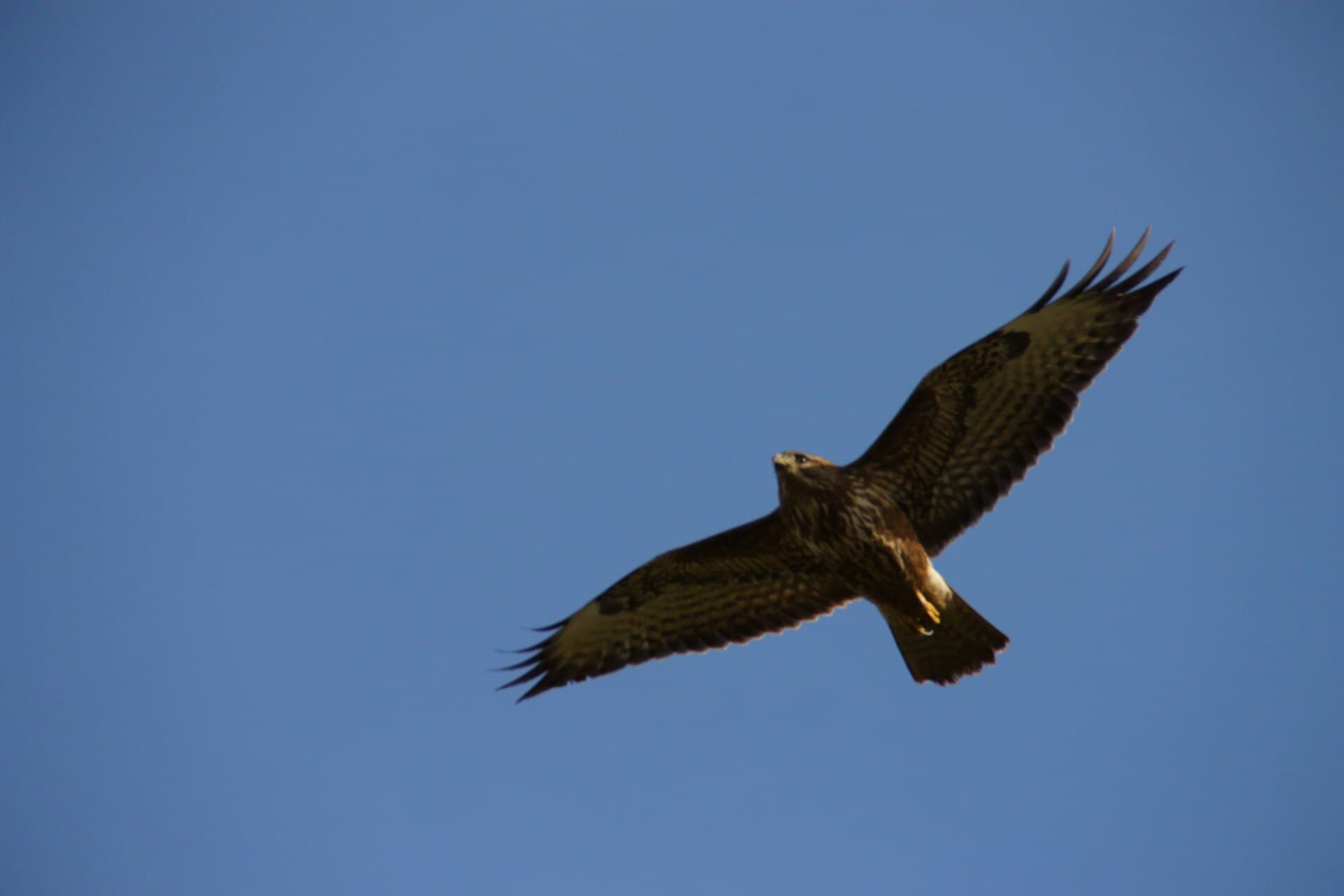 Buizerd (Buteo buteo) - Buteo buteo 113716388