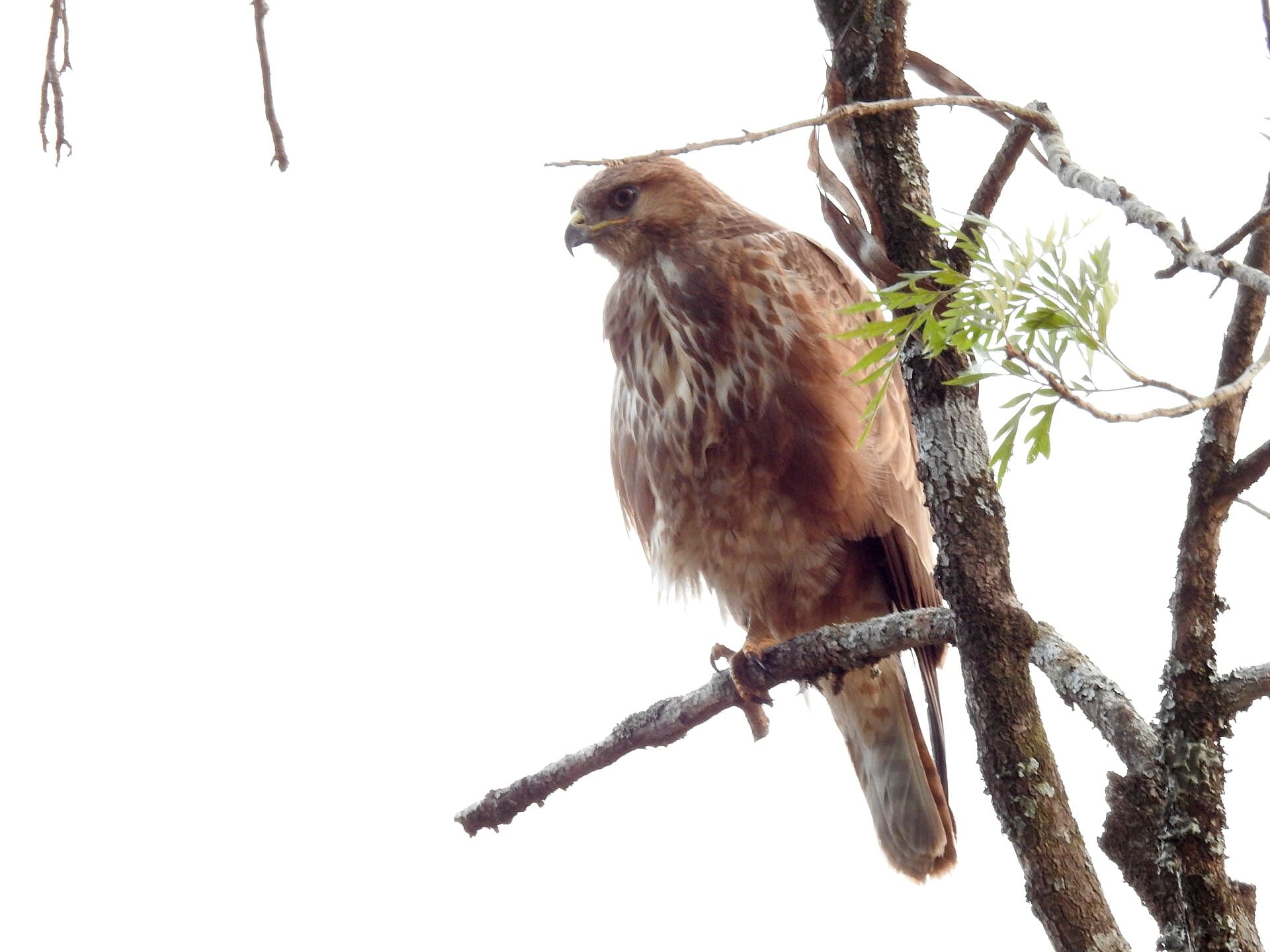 Buizerd (Buteo buteo) - CommonBuzzard DSCN4422