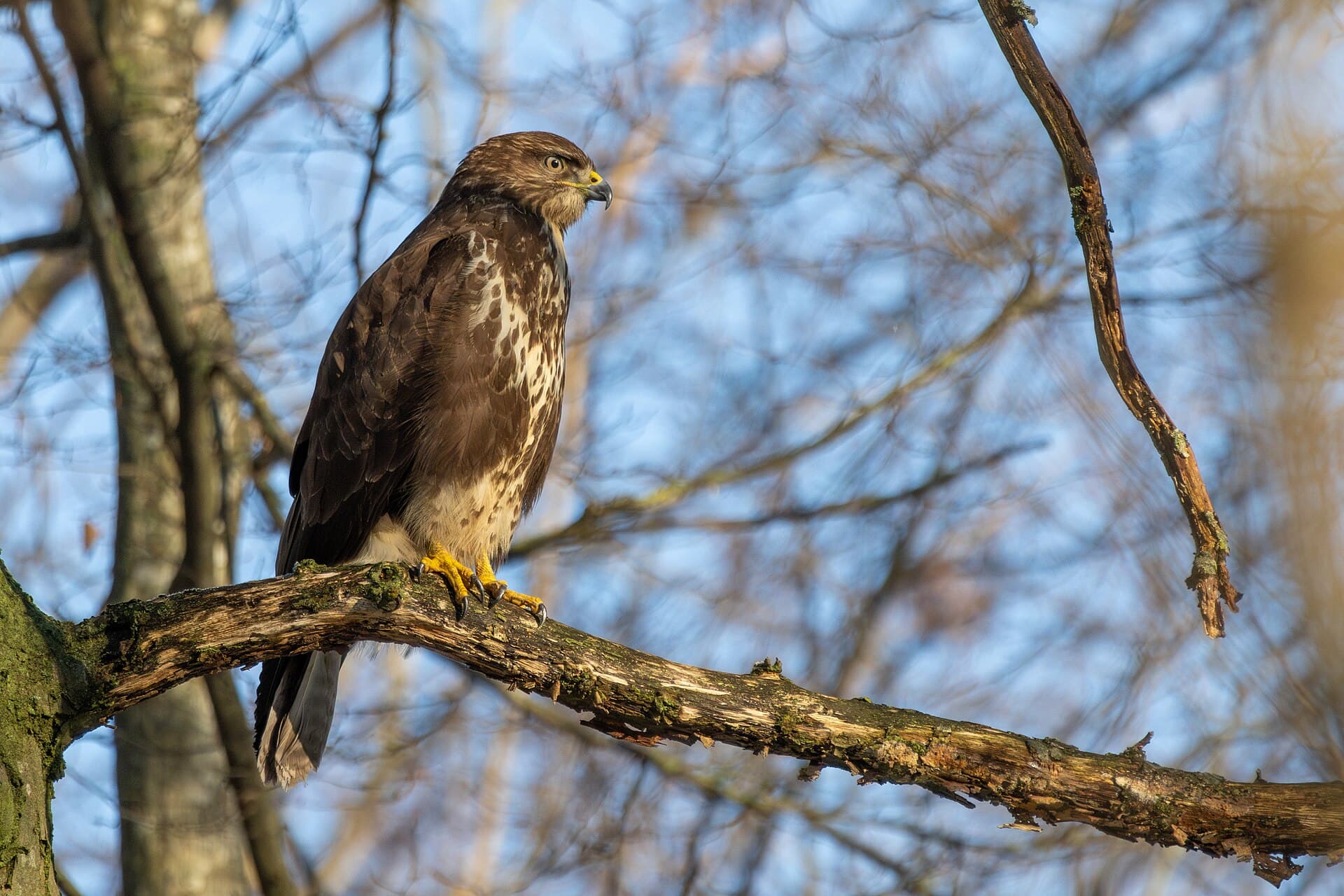 Buizerd (Buteo buteo) - Common buzzard 2024-01-20