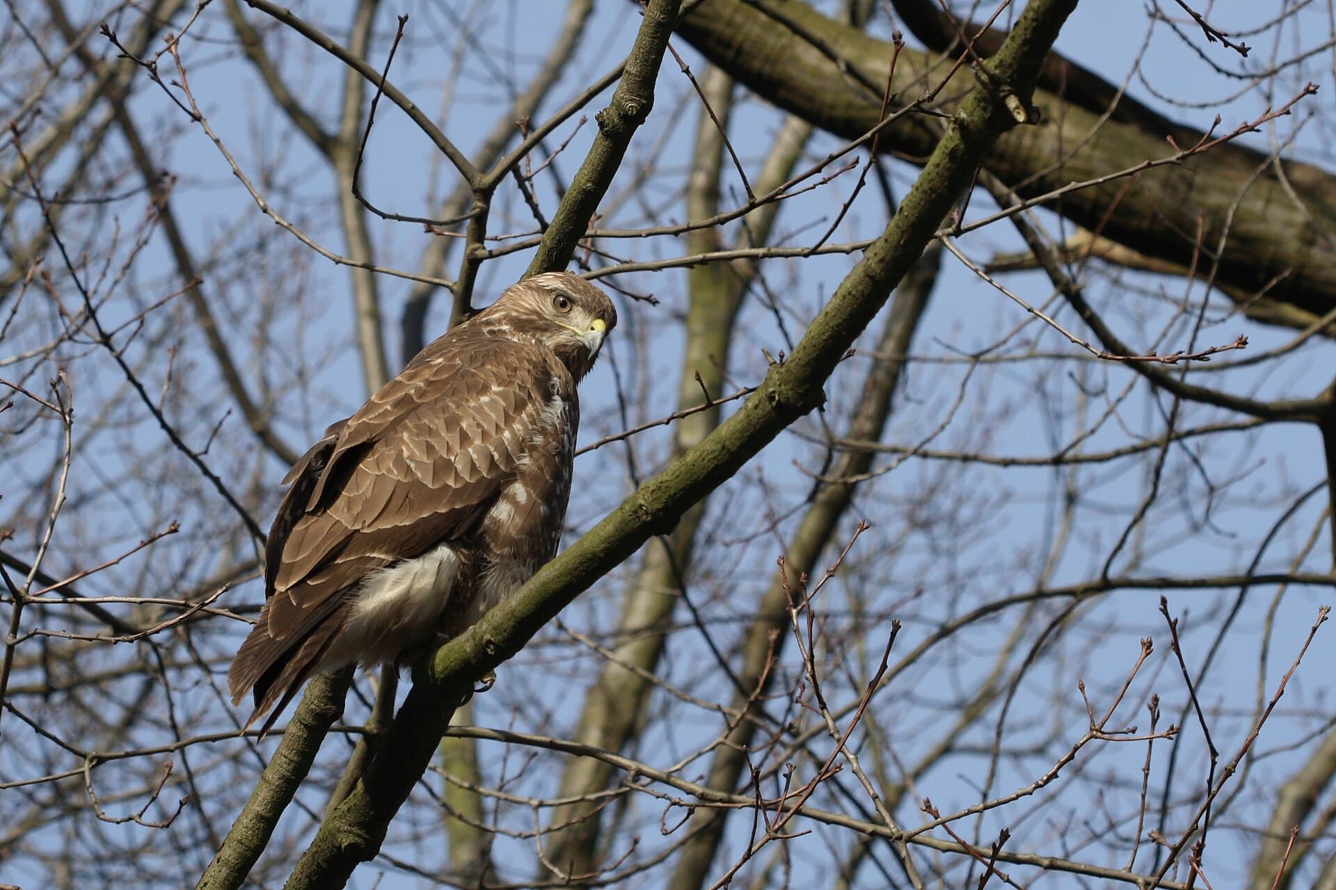 Buizerd (Buteo buteo) - Buteo 2(loz)