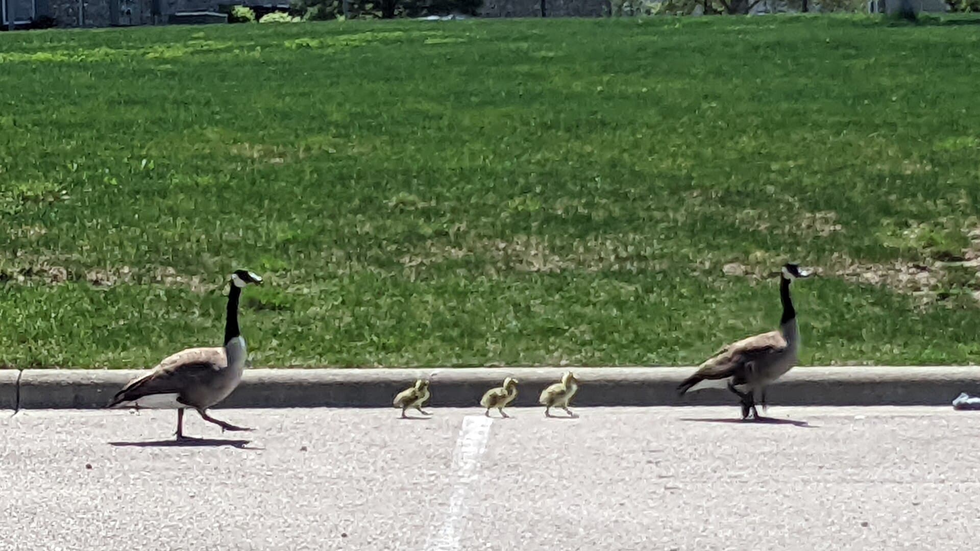 Canadese Gans (Branta canadensis) - Two Geese Walking with Three Goslings Between Them