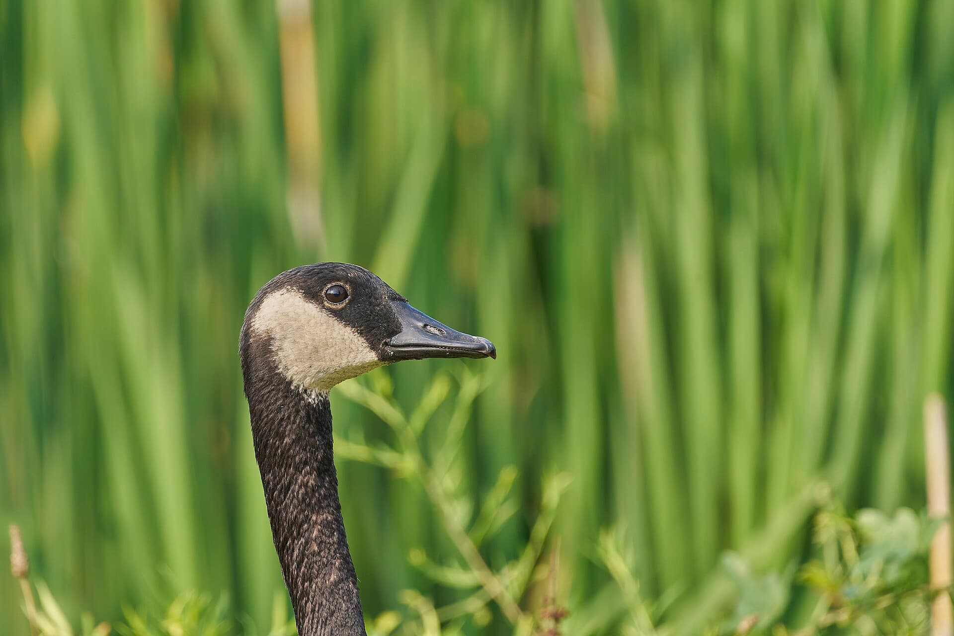 Canadese Gans (Branta canadensis) - 20240727 canada goose beaver brook open space PD207966